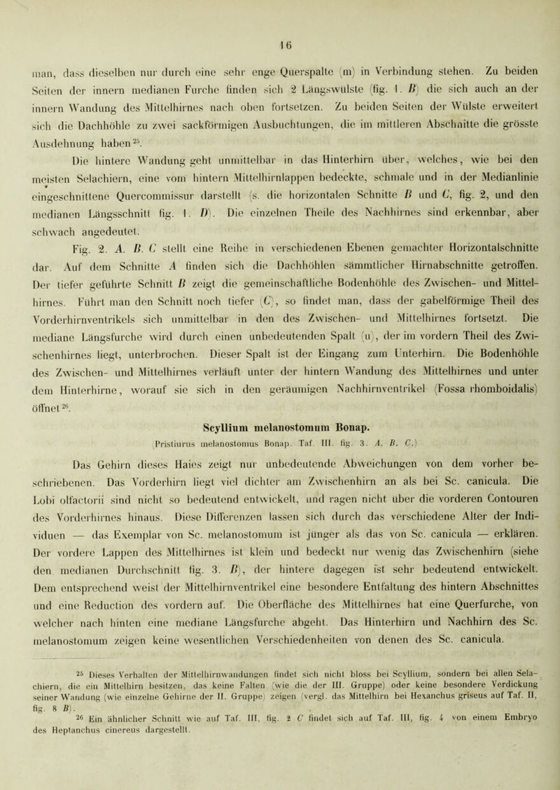 man, dass dieselben nur durch eine sehr enge Querspalte (m) in Verbindung stehen. Zu beiden Seiten der innern medianen Furche finden sich 2 Längswülste (fig. I. B) die sich auch an der innern Wandung des Mittelhirnes nach oben fortsetzen. Zu beiden Seiten der Wülste erweitert sich die Dachhöhle zu zwei sackförmigen Ausbuchtungen, die im mittleren Abschnitte die grösste Ausdehnung haben25. Die hintere Wandung geht unmittelbar in das Hinterhirn über, welches, wie bei den meisten Selachiern, eine vom hintern Mittelhirnlappen bedeckte, schmale und in der Medianlinie 9 eingeschnittene Quercommissur darstellt (s. die horizontalen Schnitte B und 6', fig. 2, und den medianen Längsschnitt fig. I. D). Die einzelnen Theile des Nachhirnes sind erkennbar, aber schwach angedeutet. Fig. 2. A. B. C stellt eine Reihe in verschiedenen Ebenen gemachter Horizontalschnitte dar. Auf dem Schnitte A finden sich die Dachhöhlen sämmtlicher Hirnabschnitte getroffen. Der tiefer geführte Schnitt ß zeigt die gemeinschaftliche Bodenhöhle des Zwischen- und Mittel- hirnes. Führt man den Schnitt noch tiefer (C), so findet man, dass der gabelförmige Theil des Vorderhirnventrikels sich unmittelbar in den des Zwischen- und Mittelhirnes fortsetzt. Die mediane Längsfurche wird durch einen unbedeutenden Spalt (u), der im vordem Theil des Zwi- schenhirnes liegt, unterbrochen. Dieser Spalt ist der Eingang zum Unterhirn. Die Bodenhöhle des Zwischen- und Mittelhirnes verläuft unter der hintern Wandung des Mittelhirnes und unter dem Hinterhirne, worauf sie sich in den geräumigen Nachhirnventrikel (Fossa rhomboidalis) öffnet26. Scyllium melaiiostomum Bonap. (Pristiurus melanostomus Bonap. Tat. III. fig. 3. A. B. C.) Das Gehirn dieses Haies zeigt nur unbedeutende Abweichungen von dem vorher be- schriebenen. Das Vorderhirn liegt viel dichter am Zwischenhirn an als bei Sc. canicula. Die Lobi olfactorii sind nicht so bedeutend entwickelt, und ragen nicht über die vorderen Contouren des Vorderhirnes hinaus. Diese Differenzen lassen sich durch das verschiedene Alter der Indi- viduen — das Exemplar von Sc. melanostomum ist jünger als das von Sc. canicula — erklären. Der vordere Lappen des Mittelhirnes ist klein und bedeckt nur wenig das Zwischenhirn (siehe den medianen Durchschnitt fig. 3. B), der hintere dagegen ist sehr bedeutend entwickelt. Dem entsprechend weist der Mittelhirnventrikel eine besondere Entfaltung des hintern Abschnittes und eine Reduction des vordem auf. Die Oberfläche des Mittelhirnes hat eine Querfurche, von welcher nach hinten eine mediane Längsfurche abgeht. Das Hinterhirn und Nachhirn des Sc. melanostomum zeigen keine wesentlichen Verschiedenheiten von denen des Sc. canicula. 25 Dieses Verhalten der Mittelhirnwandungen findet sich nicht bloss bei Scyllium, sondern bei allen Sela- chiern, die ein Mittelhirn besitzen, das keine Falten (wie die der III. Gruppe) oder keine besondere Verdickung seiner Wandung (wie einzelne Gehirne der II. Gruppe) zeigen (vergl. das Mittelhirn bei Hexanchus griseus auf Taf. II, fig. 8 ß). . 26 Ein ähnlicher Schnitt wie auf Taf. III, fig. 2 C findet sich auf Taf. III, fig. 4 von einem Embryo des Heptanchus cinereus dargestelll.