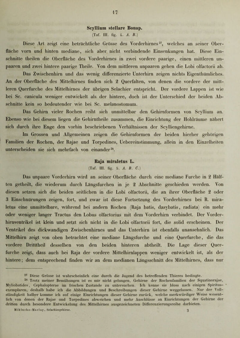 Scyllium stellare Bonap. (Taf. III. fig. 4. A. B.) Diese Art zeigt eine beträchtliche Grösse des Vorderhirnes27, welches an seiner Ober- fläche vorn und hinten mediane, sich aber nicht verbindende Einsenkungen hat. Diese Ein- schnitte theilen die Oberfläche des Vorderhirnes in zwei vordere paarige, einen mittleren un- paaren und zwei hintere paarige Theile. Von dem mittleren unpaaren gehen die Lobi olfactorii ab. Das Zwischenhirn und das wenig differenzierte Unterhirn zeigen nichts Eigentümliches. An der Oberfläche des Mittelhirnes finden sich 2 Querfalten, von denen die vordere der mitt- leren Querfurche des Mittelhirnes der übrigen Selachier entspricht. Der vordere Lappen ist wie bei Sc. canicula weniger entwickelt als der hintere, doch ist der Unterschied der beiden Ab- schnitte kein so bedeutender wie bei Sc. melanostomum. Das Gehirn vieler Rochen reiht sich unmittelbar den Gehirnformen von Scyllium an. Ebenso wie bei diesem liegen die Gehirntheile zusammen, die Einrichtung der Hohlräume nähert sich durch ihre Enge den vorhin beschriebenen Verhältnissen der Scylliengehirne. Im Grossen und Allgemeinen zeigen die Gehirnformen der beiden hierher gehörigen Familien der Rochen, der Rajae und Torpedines, Uebereinstimmung, allein in den Einzelheiten unterscheiden sie sich mehrfach von einander28. Raja miraletus L. (Taf. III. fig. 5. A. B. C.) Das unpaare Vorderhirn wird an seiner Oberfläche durch eine mediane Furche in 2 Hälf- ten getheilt, die wiederum durch Längsfurchen in je 2 Abschnitte geschieden werden. Von diesen setzen sich die beiden seitlichen in die Lobi olfactorii, die an ihrer Oberfläche 2 oder 3 Einschnürungen zeigen, fort, und zwar ist diese Fortsetzung des Vorderhirnes bei R. mira- letus eine unmittelbare, während bei andern Rochen (Raja batis, dasybatis, radiata) ein mehr oder weniger langer Tractus den Lobus olfactorius mit dem Vorderhirn verbindet. Der Vorder- hirnventrikel ist klein und setzt sich nicht in die Lobi olfactorii fort, die solid erscheinen. Der Ventrikel des dickwandigen Zwischenhirnes und das Unterhirn ist ebenfalls unansehnlich. Das Mittelhirn zeigt von oben betrachtet eine mediane Längsfurche und eine Querfurche, die das vordere Dritttheil desselben von den beiden hinteren abtheilt. Die Lage dieser Quer- furche zeigt, dass auch bei Raja der vordere Mittelhirnlappen weniger entwickelt ist, als der hintere; dem entsprechend finden wir an dem medianen Längsschnitt des Mittelhirnes, dass nur 27 Diese Grösse ist wahrscheinlich eine durch die Jugend des betreffenden Thieres bedingte. 28 Trotz meiner Bemühungen ist es mir nicht gelungen, Gehirne der Rochenfamilien der Squatinorajae, Myliobatides, Cephalopterae im frischen Zustande zu untersuchen. Ich kenne sie bloss nach einigen Spiritus- • exemplaren, deshalb habe ich die Abbildungen und Beschreibungen dieser Gehirne weggelassen. Nur der Voll- ständigkeit halber komme ich auf einige Einrichtungen dieser Gehirne zurück, welche merkwürdiger Weise wesent- lich von denen der Rajae und Torpedines abweichen und mehr Anschlüsse an Einrichtungen der Gehirne der dritten durch besondere Entwickelung des Mittelhirnes ausgezeichneten Differenzierungsreihe darbieten. M itclucho-Maclay , Selachiergehirne. 3