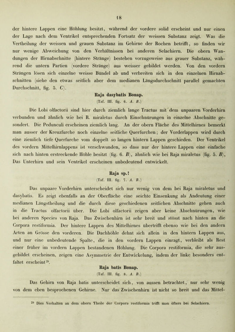 \ 8 der hintere Lappen eine Höhlung besitzt, während der vordere solid erscheint und nur einen der Lage nach dem Ventrikel entsprechenden Fortsatz der weissen Substanz zeigt. Was die Vertheilung der weissen und grauen Substanz im Gehirne der Rochen betrifft, so finden wir nur wenige Abweichung von den Verhältnissen bei anderen Selachiern. Die obern Wan- dungen der Hirnabschnitte (hintere Stränge) bestehen vorzugsweise aus grauer Substanz, wäh- rend die untern Partien (vordere Stränge) aus weisser gebildet werden. Von den vordem Strängen lösen sich einzelne weisse Bündel ab und verbreiten sich in den einzelnen Hirnab- schnitten (siehe den etwas seitlich aber dem medianen Längsdurchschnitt parallel gemachten Durchschnitt, fig. 5. C). Raja dasybatis Bonap. (Taf. III. fig. 6. A. B.) Die Lobi olfactorii sind hier durch ziemlich lange Tractus mit dem unpaaren Vorderhirn verbunden und ähnlich wie bei R. miraletus durch Einschnürungen in einzelne Abschnitte ge- sondert. Die Pedunculi erscheinen ziemlich lang. An der obern Fläche des Mittelhirnes bemerkt man ausser der Kreuzfurche noch einzelne seitliche Querfurchen; der Vorderlappen wird durch eine ziemlich tiefe Querfurche vom doppelt so langen hintern Lappen geschieden. Der Ventrikel des vordem Mittelhirnlappens ist verschwunden, so dass nur der hintere Lappen eine einfache sich nach hinten erstreckende Höhle besitzt (fig. 6. B), ähnlich wie bei Raja miraletus (fig. 5. B), Das Unterhirn und sein Ventrikel erscheinen unbedeutend entwickelt. Raja sp.2 (Taf. III. fig. 7. A. B.) Das unpaare Vorderhirn unterscheidet sich nur wenig von dem bei Raja miraletus und dasybatis. Es zeigt ebenfalls an der Oberfläche eine seichte Einsenkung als Andeutung einer medianen Längstheilung und die durch diese geschiedenen seitlichen Abschnitte gehen auch in die Tractus olfactorii über. Die Lobi olfactorii zeigen aber keine Abschnürungen, wie bei anderen Species von Raja. Das Zwischenhirn ist sehr breit und stösst nach hinten an die Corpora restiformia. Der hintere Lappen des Mittelhirnes übertrifft ebenso wie bei den andern Arten an Grösse den vorderen. Die Dachhöhle dehnt sich allein in den hintern Lappen aus, und nur eine unbedeutende Spalte, die in den vordem Lappen einragt, verbleibt als Rest einer früher im vordem Lappen bestandenen Höhlung. Die Corpora restiformia, die sehr aus- gebildet erscheinen, zeigen eine Asymmetrie der Entwickelung, indem der linke besonders ent- faltet erscheint29. Raja batis Bonap. (Taf. III. fig. 8. A. B.) Das Gehirn von Raja batis unterscheidet sich, von aussen betrachtet, nur sehr wenig von dem eben besprochenen Gehirne. Nur das Zwischenhirn ist nicht so breit und das Mittel— 29 Dies Verhalten an dem obern Theile der Corpora restiformia trifft man öfters bei Selachiern.