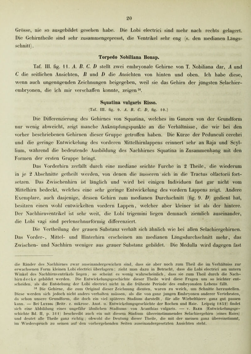 Grösse, nie so ausgebildet gesehen habe. Die Lobi electrici sind mehr nach rechts gelagert. Die Gehirntheile sind sehr zusammengepresst, die Ventrikel sehr eng (s. den medianen Längs- schnitt). Torpedo Nobiliana Bonap. Taf. III. fig. II. A. B. C. D stellt zwei embryonale Gehirne von T. Nobiliana dar, A und C die seitlichen Ansichten, B und D die Ansichten von hinten und oben. Ich habe diese, wenn auch ungenügenden Zeichnungen beigegeben, weil sie das Gehirn der jüngsten Selachier- embryonen, die ich mir verschaffen konnte, zeigen34. Squatina vulgaris Risso. (Taf. III. fig. 9. A. B. C. D, fig. 10.) Die Differenzierung des Gehirnes von Squatina, welches im Ganzen von der Grundform nur wenig abweicht, zeigt manche Anknüpfungspunkte an die Verhältnisse, die wir bei den vorher beschriebenen Gehirnen dieser Gruppe getroffen haben. Die Kürze der Pedunculi cerebri und die geringe Entwickelung des vorderen Mittelhirnlappens erinnert sehr an Raja und Scyl- lium, während die bedeutende Ausbildung des Nachhirnes Squatina in Zusammenhang mit den Formen der ersten Gruppe bringt. Das Vorderhirn zerfällt durch eine mediane seichte Furche in 2 Theile, die wiederum in je 2 Abschnitte getheilt werden, von denen die äusseren sich in die Tractus olfactorii fort- setzen. Das Zwischenhirn ist länglich und wird bei einigen Individuen fast gar nicht vom Mittelhirn bedeckt, welches eine sein- geringe Entwickelung des vordem Lappens zeigt. Andere Exemplare, auch dasjenige, dessen Gehirn zum medianen Durchschnitt (fig. 9. D) gedient hat, besitzen einen wohl entwickelten vordem Lappen, welcher aber kleiner ist als der hintere. Der Nachhirn Ventrikel ist sehr weit, die Lobi trigemini liegen demnach ziemlich auseinander, die Lobi vagi sind perlenschnurförmig differenziert. Die Vertheilung der grauen Substanz verhält sich ähnlich wie bei allen Selachiergeliirnen. Das Vorder-, Mittel- und Hinterhirn erscheinen am medianen Längsdurchschnitt mehr, das Zwischen- und Nachhirn weniger aus grauer Substanz gebildet. Die Medulla wird dagegen fast die Ränder des Nachhirnes zwar auseinandergewichen sind, dass sie aber noch zum Theil die im Verhältniss zur erwachsenen Form kleinen Lobi electrici überlagern; zieht man dazu in Betracht, dass die Lobi electrici am untern Winkel des Nachhirnventrikels liegen , so scheint es wenig wahrscheinlich, dass sie zum Theil durch die Nach- hirn decke gebildet werden. Die Entwickelungsgeschichte dieser Theile wird diese Fragen um so leichter ent- scheiden, als die Entstehung der Lobi electrici nicht in die früheste Periode des embryonalen Lebens fällt. 34 Die Gehirne, die zum Original dieser Zeichnung dienten, waren zu weich, um Schnitte herzustellen. Diese werden sich jedoch nicht anders verhalten müssen, als die von ganz jungen Embryonen anderer Vertebraten, da schon unsere Grundform, die doch ein viel späteres Stadium darstellt, für alle Wirbelthiere ganz gut passen kann. — Bei Leydig (Beitr. z. mikrosc. Anat. u. Entwickelungsgeschichte der Rochen und Haie. Leipzig 1852) findet sich eine Abbildung eines ungefähr ähnlichen Stadiums von Acanthias vulgaris. — v. Baer (Entwickelungsge- schichte Bd. II, p. 311) beschreibt auch ein mit diesem Stadium übereinstimmendes Selachiergehirn (eines Haies) und deutet alle Theile ganz richtig; obwohl die Deutung dieser Theile, die mit der meinen ganz übereinstimmt, im Wiederspruch zu seinen auf den vorhergehenden Seiten auseinandergesetzten Ansichten steht.