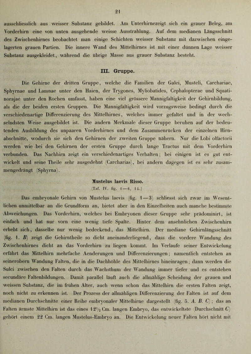 ausschliesslich aus weisser Substanz gebildet. Am Unterhirnezeigt sich ein grauer Beleg, am Vorderhirn eine von unten ausgehende weisse Ausstrahlung. Auf dem medianen Längsschnitt des Zwischenhirnes beobachtet man einige Schichten weisser Substanz mit dazwischen einge- lagerten grauen Partien. Die innere Wand des Mittelhirnes ist mit einer dünnen Lage weisser Substanz ausgekleidet, während die übrige Masse aus grauer Substanz besteht. in. Gruppe. Die Gehirne der dritten Gruppe, welche die Familien der Galei, Musteli, Carchariae, Sphyrnae und Lamnae unter den Haien, der Trygones, Myliobatides, Cephalopterae und Scpiati- norajae unter den Rochen umfasst, haben eine viel grössere Mannigfaltigkeit der Gehirnbildung, als die der beiden ersten Gruppen. Die Mannigfaltigkeit wird vorzugsweise bedingt durch die verschiedenartige Differenzierung des Mittelhirnes, welches immer gefaltet und in der wech- selndsten Weise ausgebildet ist. Die andern Merkmale dieser Gruppe beruhen auf der bedeu- tenden Ausbildung des unpaaren Vorderhirnes und dem Zusammenrücken der einzelnen Hirn- abschnitte, wodurch sie sich den Gehirnen der zweiten Gruppe nähern. Nur die Lobi olfactorii werden wie bei den Gehirnen der ersten Gruppe durch lange Tractus mit dem Vorderhirn verbunden. Das Nachhirn zeigt ein verschiedenartiges Verhalten; bei einigen ist es gut ent- wickelt und seine Theile sehr ausgedehnt (Carcharias), bei andern dagegen ist es sehr zusam- mengedrängt (Sphyrna). Mustelus laevis Risso. (Taf. IV. fig. 1—6, U.) Das embryonale Gehirn von Mustelus laevis (fig. 1—3) schliesst sich zwar im Wesent- lichen unmittelbar an die Grundform an, bietet aber in den Einzelheiten auch manche bestimmte Abweichungen. Das Vorderhirn, welches bei Embryonen dieser Gruppe sehr prädominirt, ist einfach und hat nur vorn eine wenig tiefe Spalte. Hinter dem ansehnlichen Zwischenhirn erhebt sich, dasselbe nur wenig bedeckend, das Mittelhirn. Der mediane Gehirnlängsschnitt (fig. 1. B) zeigt die Gehirntheile so dicht aneinanderliegend, dass die vordere Wandung des Zwischenhirnes dicht an das Vorderhirn zu liegen kommt. Im Verlaufe seiner Entwickelung erfährt das Mittelhirn mehrfache Aenderungen und Differenzierungen; namentlich entstehen an seinerobern Wandung Falten, die in die Dachhöhle des Mittelhirnes hineinragen; dann werden die Sulci zwischen den Falten durch das Wachsthum der Wandung immer tiefer und es entstehen secundäre Faltenbildungen. Damit parallel läuft auch die allmählige Scheidung der grauen und weissen Substanz, die im frühen Alter, auch wenn schon das Mittelhirn die ersten Falten zeigt, noch nicht zu erkennen ist. Der Prozess der allmähligen Differenzierung der Falten ist auf dem medianen Durchschnitte einer Reihe embryonaler Mittelhirne dargestellt (fig. 5. A. B. C) ; das an Falten ärmste Mittelhirn ist das eines l^ACm. langen Embryo, das entwickeltste (Durchschnitt C) gehört einem 22 Cm. langen Mustelus-Embryo an. Die Entwickelung neuer Falten hört nicht mit