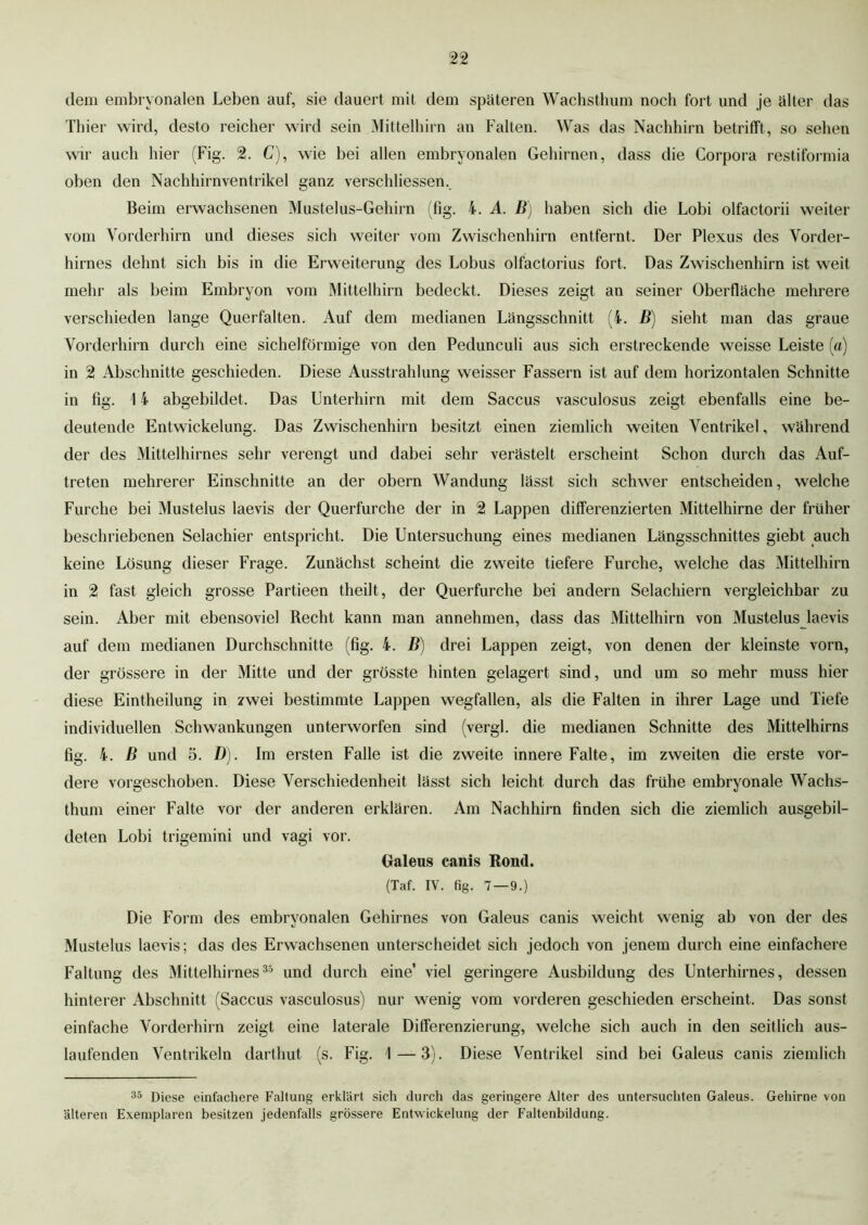 dem embryonalen Leben auf, sie dauert mit dem späteren Wachsthum noch fort und je älter das Thier wird, desto reicher wird sein Mittelhirn an Falten. Was das Nachhirn betrifft, so sehen wir auch hier (Fig. 2. C), wie bei allen embryonalen Gehirnen, dass die Corpora restiformia oben den Nachhirnventrikel ganz verschliessen. Beim erwachsenen Mustelus-Gehirn (fig. 4. A. B) haben sich die Lobi olfactorii weiter vom Vorderhirn und dieses sich weiter vom Zwischenhirn entfernt. Der Plexus des Vorder- hirnes dehnt sich bis in die Erweiterung des Lobus olfactorius fort. Das Zwischenhirn ist weit mehr als beim Embryon vom Mittelhirn bedeckt. Dieses zeigt an seiner Oberfläche mehrere verschieden lange Querfalten. Auf dem medianen Längsschnitt (4. B) sieht man das graue Vorderhirn durch eine sichelförmige von den Pedunculi aus sich erstreckende weisse Leiste (a) in 2 Abschnitte geschieden. Diese Ausstrahlung weisser Fässern ist auf dem horizontalen Schnitte in fig. 1 4 abgebildet. Das Unterhirn mit dem Saccus vasculosus zeigt ebenfalls eine be- deutende Entwickelung. Das Zwischenhirn besitzt einen ziemlich weiten Ventrikel, während der des Mittelhirnes sehr verengt und dabei sehr verästelt erscheint Schon durch das Auf- treten mehrerer Einschnitte an der obern Wandung lässt sich schwer entscheiden, welche Furche bei Mustelus laevis der Querfurche der in 2 Lappen differenzierten Mittelhirne der früher beschriebenen Selachier entspricht. Die Untersuchung eines medianen Längsschnittes giebt auch keine Lösung dieser Frage. Zunächst scheint die zweite tiefere Furche, welche das Mittelhirn in 2 fast gleich grosse Partieen theilt, der Querfurche bei andern Selachiern vergleichbar zu sein. Aber mit ebensoviel Recht kann man annehmen, dass das Mittelhirn von Mustelus laevis auf dem medianen Durchschnitte (fig. 4. B) drei Lappen zeigt, von denen der kleinste vorn, der grössere in der Mitte und der grösste hinten gelagert sind, und um so mehr muss hier diese Eintheilung in zwei bestimmte Lappen wegfallen, als die Falten in ihrer Lage und Tiefe individuellen Schwankungen unterworfen sind (vergl. die medianen Schnitte des Mittelhirns fig. 4. B und 5. D). Im ersten Falle ist die zweite innere Falte, im zweiten die erste vor- dere vorgeschoben. Diese Verschiedenheit lässt sich leicht durch das frühe embryonale Wachs- thum einer Falte vor der anderen erklären. Am Nachhirn finden sich die ziemlich ausgebil- deten Lobi trigemini und vagi vor. Galeus canis Bond. (Taf. IV. fig. 7 — 9.) Die Form des embryonalen Gehirnes von Galeus canis weicht wenig ab von der des Mustelus laevis; das des Erwachsenen unterscheidet sich jedoch von jenem durch eine einfachere Faltung des Mittelhirnes35 und durch eine' viel geringere Ausbildung des Unterhirnes, dessen hinterer Abschnitt (Saccus vasculosus) nur wenig vom vorderen geschieden erscheint. Das sonst einfache Vorderhirn zeigt eine laterale Differenzierung, welche sich auch in den seitlich aus- laufenden Ventrikeln darthut (s. Fig. 1 — 3). Diese Ventrikel sind bei Galeus canis ziemlich 35 Diese einfachere Faltung erklärt sich durch das geringere Alter des untersuchten Galeus. Gehirne von älteren Exemplaren besitzen jedenfalls grössere Entwickelung der Faltenbildung.