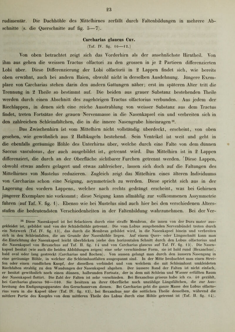 rudimentär. Die Dachhöhle des Mittelhirnes zerfällt durch Faltenbildungen in mehrere Ab- schnitte (s. die Querschnitte auf fig. 3—7). Carcharias glaucus Cuv. (Taf. IV. fig. 10—12.) Von oben betrachtet zeigt sich das Vorderhirn als der ansehnlichste Hirntheil. Von ihm aus gehen die weissen Tractus olfactori zu den grossen in je 2 Partieen differenzierten Lobi über. Diese Differenzierung der Lobi olfactorii in 2 Lappen findet sich, wie bereits oben erwähnt, auch bei andern Haien, obwohl nicht in derselben Ausdehnung. Jüngere Exem- plare von Carcharias stehen darin den andern Gattungen näher; erst im späteren Alter tritt die Trennung in 2 Theile so bestimmt auf. Die beiden aus grauer Substanz bestehenden Theile werden durch einen Abschnitt des zugehörigen Tractus olfactorius verbunden. Aus jedem der Riechlappen, in denen sich eine reiche Ausstrahlung von weisser Substanz aus dem Tractus findet, treten Fortsätze der grauen Nervenmasse in die Nasenkapsel ein und verbreiten sich in den zahlreichen Schleimfältchen, die in die innere Nasengrube hineinragen36. Das Zwischenhirn ist vom Mittelhirn nicht vollständig überdeckt, erscheint, von oben gesehen, wie gewöhnlich aus 2 Halbkugeln bestehend. Sein Ventrikel ist weit und geht in die ebenfalls geräumige Höhle des Unterhirns über, welche durch eine Falte von dem dünnen Saccus vasculosus, der auch ausgebildet ist, getrennt wird. Das Mittelhirn ist in 2 Lappen differenziert, die durch an der Oberfläche sichtbarer Furchen getrennt werden. Diese Lappen, obwohl etwas anders gelagert und etwas zahlreicher, lassen sich doch auf die Faltungen des Mittelhirnes von Mustelus reduzieren. Zugleich zeigt das Mittelhirn eines älteren Individuums von Carcharias schon eine Neigung, asymmetrisch zu werden. Diese spricht sich aus in der Lagerung des vordem Lappens, welcher nach rechts gedrängt erscheint, was bei Gehirnen jüngerer Exemplare nie vorkommt; diese Neigung kann allmählig zur vollkommenen Assymmetrie führen (auf Taf. V. fig. 1). Ebenso wie bei Mustelus sind auch hier bei den verschiedenen Alters- stufen die bedeutendsten Verschiedenheiten in der Faltenbildung wahrzunehmen. Bei der Ver- 36 Diese Nasenkapsel ist bei Selachiern durch eine straffe Membran, die innen von der Dura mater aus- gekleidet ist, gebildet und von der Schädelhöhle getrennt. Die vom Lobus ausgehenden Nervenbündel treten durch ein Netzwerk (Taf. IV. fig. 13), das durch die Membran gebildet wird, in die Nasenkapsel hinein und verbreiten sich in den Schleimfalten, die am Grunde der Nasenhöhle liegen. Auf einem Quer- oder Längsschnitt kann man die Einrichtung der Nasenkapsel leicht überblicken (siehe den horizontalen Schnitt durch den Lobus olfactorius und die Nasenkapsel von Hexanchus auf Taf. II. fig. 14 und von Carcharias glaucus auf Taf. IV. fig. 13). Die Nasen- kapsel besitzt (wie auch die beiden Abbildungen zeigen) eine sehr verschiedene Form, sie ist bald rund (Hexanchus), bald oval oder lang gestreckt (Carcharias und Rochen). Von aussen gelangt man durch den äussern Nasengang in eine geräumige Höhle, in welcher die Schleimhautfalten ausgespannt sind. In der Mitte beobachtet man einen Strei- fen oder einen rundlichen Knopf, der dieselben verbindet und von welchem die mit Schleimhaut umkleideten Riechfalten strahlig zu den Wandungen der Nasenkapsel abgehen. Der äussere Rand der Falten ist nicht einfach, er besitzt gewöhnlich noch einen dünnen, halbrunden Fortsatz, der in dem mit Schleim und Wasser erfüllten Raum der Nasenkapsel flottirt. Die Zahl der Falten ist sehr verschieden. Bei Hexanchus griseus habe ich ca. 40 gezählt, bei Carcharias glaucus 90—100. Sie besitzen an ihrer Oberfläche noch unzählige Längsfältchen, die zur Aus- breitung des Endigungsapparates des Geruchsnerven dienen. Bei Carcharias geht die ganze Masse des Lobus olfacto- rius vorn in die Kapsel über (Taf. IV. fig. 13), bei Hexanchus nur die seitlichen Theile desselben, während die mittlere Partie des Knopfes von dem mittleren Theile des Lobus durch eine Höhle getrennt ist (Taf. II. fig. 14),