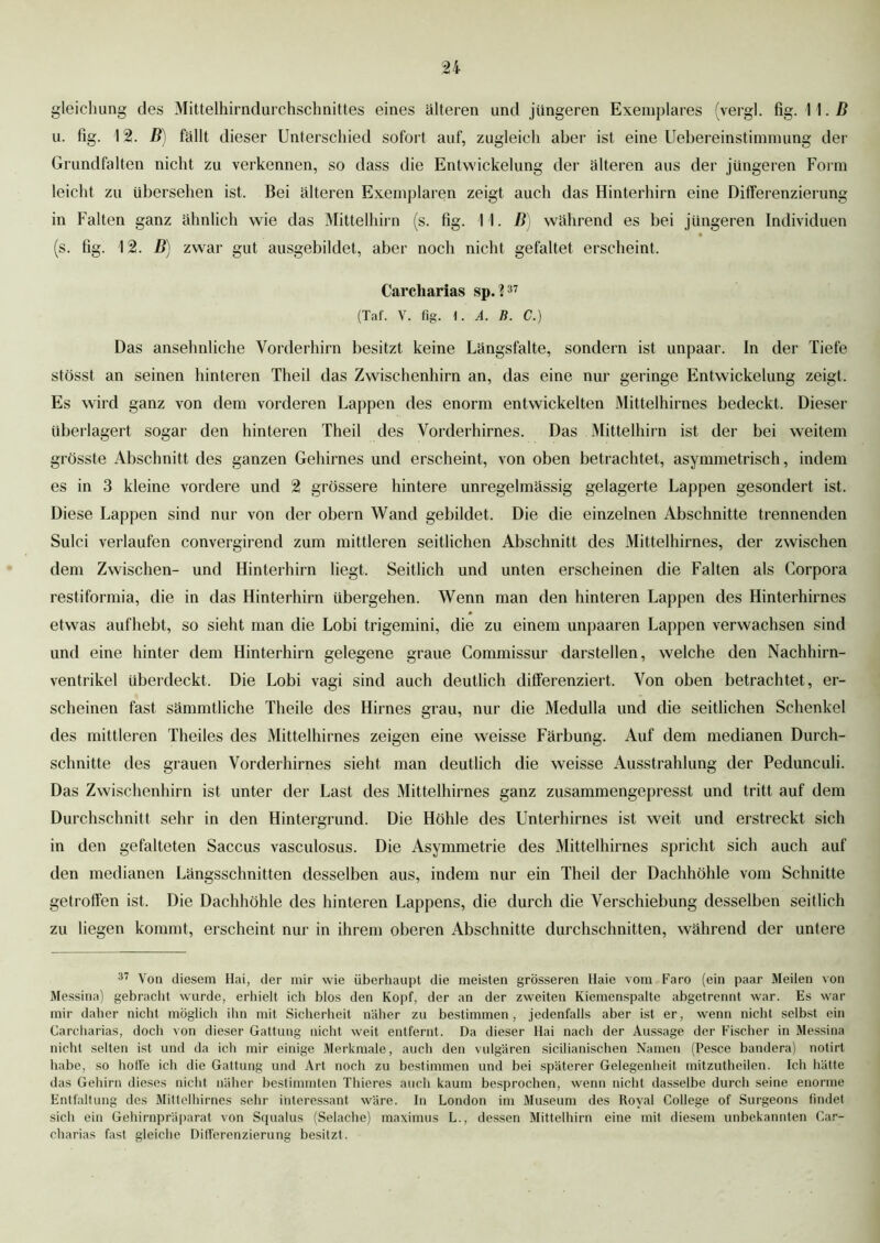 gleichung des Mittelhirndurchschnittes eines älteren und jüngeren Exemplares (vergl. fig. 11. B u. fig. 12. B) fällt dieser Unterschied sofort auf, zugleich aber ist eine Uebereinstimmung der Grundfalten nicht zu verkennen, so dass die Entwickelung der älteren aus der jüngeren Form leicht zu übersehen ist. Bei älteren Exemplaren zeigt auch das Hinterhirn eine Differenzierung in Falten ganz ähnlich wie das Mittelhirn (s. fig. 11. B) während es bei jüngeren Individuen (s. fig. 12. B) zwar gut ausgebildet, aber noch nicht gefaltet erscheint. Carcharias sp. ?37 (Tat. V. fig. 1. A. B. C.) Das ansehnliche Vorderhirn besitzt keine Längsfalte, sondern ist unpaar. In der Tiefe stösst an seinen hinteren Theil das Zwischenhirn an, das eine nur geringe Entwickelung zeigt. Es wird ganz von dem vorderen Lappen des enorm entwickelten Mittelhirnes bedeckt. Dieser überlagert sogar den hinteren Theil des Vorderhirnes. Das Mittelhirn ist der bei weitem grösste Abschnitt des ganzen Gehirnes und erscheint, von oben betrachtet, asymmetrisch, indem es in 3 kleine vordere und 2 grössere hintere unregelmässig gelagerte Lappen gesondert ist. Diese Lappen sind nur von der obern Wand gebildet. Die die einzelnen Abschnitte trennenden Sulci verlaufen convergirend zum mittleren seitlichen Abschnitt des Mittelhirnes, der zwischen dem Zwischen- und Hinterhirn liegt. Seitlich und unten erscheinen die Falten als Corpora restiformia, die in das Hinterhirn übergehen. Wenn man den hinteren Lappen des Hinterhirnes etwas aufhebt, so sieht man die Lobi trigemini, die zu einem unpaaren Lappen verwachsen sind und eine hinter dem Hinterhirn gelegene graue Commissur darstellen, welche den Nachhirn- ventrikel überdeckt. Die Lobi vagi sind auch deutlich differenziert. Von oben betrachtet, er- scheinen fast sämmtliche Theile des Hirnes grau, nur die Medulla und die seitlichen Schenkel des mittleren Theiles des Mittelhirnes zeigen eine weisse Färbung. Auf dem medianen Durch- schnitte des grauen Vorderhirnes sieht man deutlich die weisse Ausstrahlung der Pedunculi. Das Zwischenhirn ist unter der Last des Mittelhirnes ganz zusammengepresst und tritt auf dem Durchschnitt sehr in den Hintergrund. Die Höhle des Unterhirnes ist weit und erstreckt sich in den gefalteten Saccus vasculosus. Die Asymmetrie des Mittelhirnes spricht sich auch auf den medianen Längsschnitten desselben aus, indem nur ein Theil der Dachhöhle vom Schnitte getroffen ist. Die Dachhöhle des hinteren Lappens, die durch die Verschiebung desselben seitlich zu liegen kommt, erscheint nur in ihrem oberen Abschnitte durchschnitten, während der untere 37 Von diesem Hai, der mir wie überhaupt die meisten grösseren Haie vom Faro (ein paar Meilen von Messina) gebraciit wurde, erhielt ich blos den Kopf, der an der zweiten Kiemenspalte abgetrennt war. Es war mir daher nicht möglich ihn mit Sicherheit näher zu bestimmen, jedenfalls aber ist er, wenn nicht selbst ein Carcharias, doch von dieser Gattung nicht weit entfernt. Da dieser Hai nach der Aussage der Fischer in Messina nicht selten ist und da ich mir einige Merkmale, auch den vulgären sicilianischen Namen (Pesce bandera) notirt habe, so hoffe ich die Gattung und Art noch zu bestimmen und bei späterer Gelegenheit mitzutheilen. Ich hätte das Gehirn dieses nicht näher bestimmten Thieres auch kaum besprochen, wenn nicht dasselbe durch seine enorme Entfaltung des Mittelhirnes sehr interessant wäre. In London im Museum des Royal College of Surgeons findet sich ein Gehirnpräparat von Squalus (Selache) maximus L., dessen Mittelhirn eine mit diesem unbekannten Car- charias fast gleiche Differenzierung besitzt.