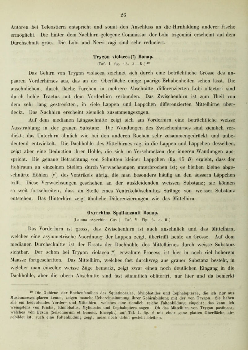 Autoren bei Teleostiern entspricht und somit den Anschluss an die Hirnbildung anderer Fische ermöglicht. Die hinter dem Nachhirn gelegene Commissur der Lobi trigemini erscheint auf dem Durchschnitt grau. Die Lobi und Nervi vagi sind sehr reduciert. Trygon violacea (?) Bonap. (Taf. I. fig. 15. A—D.)i0 Das Gehirn von Trygon violacea zeichnet sich durch eine beträchtliche Grösse des un- paaren Vorderhirnes aus, das an der Oberfläche einige paarige Erhabenheiten sehen lässt. Die ansehnlichen, durch flache Furchen in mehrere Abschnitte differenzierten Lobi olfactori sind durch hohle Tractus mit dem Vorderhirn verbunden. Das Zwischenhirn ist zum Theil von dem sehr lang gestreckten, in viele Lappen und Läppchen differenzierten Mittelhirne über- deckt. Das Nachhirn erscheint ziemlich zusammengezogen. Auf dem medianen Längsschnitte zeigt sich am Vorderhirn eine beträchtliche weisse Ausstrahlung in der grauen Substanz. Die Wandungen des Zwischenhirnes sind ziemlich ver- dickt; das Unterhirn ähnlich wie bei den anderen Rochen sehr zusammengedrückt und unbe- deutend entwickelt. Die Dachhöhle des Mittelhirnes ragt in die Lappen und Läppchen desselben, zeigt aber eine Reduction ihrer Höhle, die sich im Verschmelzen der inneren Wandungen aus- spricht. Die genaue Betrachtung von Schnitten kleiner Läppchen (fig. 15 D) ergiebt, dass der Hohlraum an einzelnen Stellen durch Verwachsungen unterbrochen ist; es bleiben kleine abge- schnürte Höhlen (v ) des Ventrikels übrig, die man besonders häufig an den äussern Läppchen trifft. Diese Verwachsungen geschehen an der auskleidenden weissen Substanz; sie können so weit fortschreiten, dass an Stelle eines Ventrikelabschnittes Stränge von weisser Substanz entstehen. Das Hinterhirn zeigt ähnliche Differenzierungen wie das Mittelhirn. Oxyrrhina Spallanzanii Bonap. (Lamna oxyrrhina Cuv.) (Taf. V. Fig. 3. A. B.) Das Vorderhirn ist gross, das Zwischenhirn ist auch ansehnlich und das Mittelhirn, welches eine asymmetrische Anordnung der Lappen zeigt, übertrifft beide an Grösse. Auf dem medianen Durchschnitte ist der Ersatz der Dachhöhle des Mittelhirnes durch weisse Substanz sichtbar. Der schon bei Trygon violacea (?) erwähnte Process ist hier in noch viel höherem Maasse fortgeschritten. Das Mittelhirn, welches fast durchweg aus grauer Substanz besteht, in welcher man einzelne weisse Züge bemerkt, zeigt zwar einen noch deutlichen Eingang in die Dachhöhle, aber die obern Abschnitte sind fast sämmtlich obliterirt, nur hier und da bemerkt 40 Die Gehirne der Rochenfamilien des Squatinorajae, Myliobatides und Cephalopterae, die ich nur aus Museumsexemplaren kenne, zeigen manche Uebereinstirumung ihrer Gehirnbildung mit der von Trygon. Sie haben alle ein bedeutendes Vorder- und Mittelhirn, welches eine ziemlich reiche Faltenbildung eingeht; das kann ich wenigstens von Pristis, Rhinobatus, Myliobatis und Cephaloptera sagen. Ob das Mittelhirn von Trygon pastinaca, welches von Busch (Selachiorum et Ganoid. Enceph.) auf Taf. I. fig. 6 mit einer ganz glatten Oberfläche ab- gebildet ist, auch eine Faltenbildung zeigt, muss noch dahin gestellt bleiben.