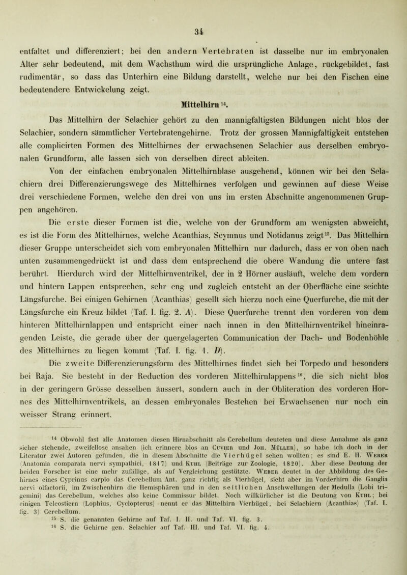 entfaltet und differenziert; bei den andern Vertebraten ist dasselbe nur im embryonalen Alter sehr bedeutend, mit dem Wachsthum wird die ursprüngliche Anlage, rückgebildet, fast rudimentär, so dass das Unterhirn eine Bildung darstellt, welche nur bei den Fischen eine bedeutendere Entwickelung zeigt. Mittelhirn14. Das Mittelhirn der Selachier gehört zu den mannigfaltigsten Bildungen nicht blos der Selachier, sondern sämmtlicher Vertebratengehirne. Trotz der grossen Mannigfaltigkeit entstehen alle complicirten Formen des Mittelhirnes der erwachsenen Selachier aus derselben embryo- nalen Grundform, alle lassen sich von derselben direct ableiten. Von der einfachen embryonalen Mittelhirnblase ausgehend, können wir bei den Sela- chiern drei Differenzierungswege des Mittelhirnes verfolgen und gewinnen auf diese Weise drei verschiedene Formen, welche den drei von uns im ersten Abschnitte angenommenen Grup- pen angehören. Die erste dieser Formen ist die, welche von der Grundform am wenigsten abweicht, es ist die Form des Mittelhirnes, welche Acanthias, Scymnus und Notidanus zeigt15. Das Mittelhirn dieser Gruppe unterscheidet sich vom embryonalen Mittelhirn nur dadurch, dass er von oben nach unten zusammengedrückt ist und dass dem entsprechend die obere Wandung die untere fast berührt. Hierdurch wird der Mittelhirnventrikel, der in 2 Hörner ausläuft, welche dem vordem und hintern Lappen entsprechen, sehr eng und zugleich entsteht an der Oberfläche eine seichte Längsfurche. Bei einigen Gehirnen (Acanthias) gesellt sich hierzu noch eine Querfurche, die mit der Längsfurche ein Kreuz bildet (Taf. I. fig. 2. A). Diese Querfurche trennt den vorderen von dem hinteren Mittelhirnlappen und entspricht einer nach innen in den Mittelhirnventrikel hineinra- genden Leiste, die gerade über der quergelagerten Comnnmication der Dach- und Bodenhöhle des Mittelhirnes zu liegen kommt (Taf. 1. fig. I. D). Die zweite Differenzierungsform des Mittelhirnes findet sich bei Torpedo und besonders bei Raja. Sie besteht in der Reduction des vorderen Mittelhirnlappenslß, die sich nicht blos in der geringem Grösse desselben äussert, sondern auch in der Obliteration des vorderen Hor- nes des Mittelhirnventrikels, an dessen embryonales Bestehen bei Erwachsenen nur noch ein weisser Strang erinnert. 14 Obwohl fast alle Anatomen diesen Hirnabschnitt als Cerebellum deuteten und diese Annahme als ganz sicher stehende, zweifellose ansahen (ich erinnere blos an Cuvier und Joh. Müller), so habe ich doch in der Literatur zwei Autoren gefunden, die in diesem Abschnitte die Vierhügel sehen wollten; es sind E. H. Weber (Anatomia comparata nervi sympathici, 1817) und Kühl (Beiträge zur Zoologie, 1820). Aber diese Deutung der beiden Forscher ist eine mehr zufällige, als auf Vergleichung gestützte. Weber deutet in der Abbildung des Ge- hirnes eines Cyprinus carpio das Cerebellum Ant. ganz richtig als Vierhiigel, sieht aber im Vorderhirn die Ganglia nervi olfactorii, im Zwischenhirn die Hemisphären und in den seitlichen Anschwellungen der Medulla (Lobi tri— gemini) das Cerebellum, welches also keine Commissur bildet. Noch willkürlicher ist die Deutung von Kühl; bei einigen Teleostiern (Lophius, Cvclopterus) nennt er das Mittelhirn Vierhügel, bei Selachiern (Acanthias) (Taf. I. tig. 3) Cerebellum. 15 S. die genannten Gehirne auf Taf. I. II. und Taf. VI. fig. 3. 16 S. die Gehirne gen. Selachier auf Taf. III. und Taf. VI. fig. 4.