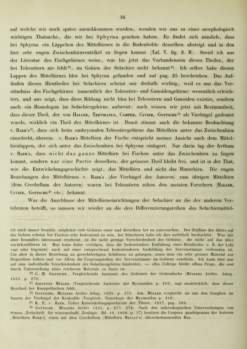 auf welche wir noch später zurückkommen werden, wenden wir uns zu einer morphologisch wichtigen Thatsache, die wir bei Sphyrna gesehen haben. Es findet sich nämlich, dass bei Sphyrna ein Läppchen des Mittelhirnes in die Bodenhöhle desselben absteigt und in den hier sehr engen Zwischenhirnventrikel zu liegen kommt (Taf. Y. fig. 2. B). Soviel ich aus der Literatur des Fischgehirnes weiss, war bis jetzt das Vorhandensein dieses Theiles, der bei Teleostiern nie fehlt22, im Gehirn der Selachier nicht bekannt23. Ich selber habe diesen Lappen des Mittelhirnes blos bei Sphyrna gefunden und auf pag. 25 beschrieben. Das Auf- finden dieses Hirntheiles bei Selachiern scheint mir deshalb wichtig, weil es uns das Ver- ständnis des Fischgehirnes (namentlich der Teleostier- und Ganoidengehirne) wesentlich erleich- tert, und uns zeigt, dass diese Bildung nicht blos bei Teleostiern und Ganoiden existirt, sondern auch ein Homologon im Selacliiergehirne aufweist: auch wissen wir jetzt mit Bestimmtheit, dass dieser Theil, der von Haller, Treviranus, Camper, Cuvier, Gottsche24 als Vierhügel gedeutet wurde, wirklich ein Theil des Mittelhirnes ist. Damit stimmt auch die bekannte Beobachtung v. Baer’s25, dass sich beim embryonalen Teleostiergehirne das Mittelhirn unter das Zwischenhirn einschiebt, überein, v. Baer’s Mittelhirn der Fische entspricht meiner Ansicht nach dem Mittel- hirnlappen, der sich unter das Zwischenhirn bei Sphyrna einlagert. Nur darin lag der Irrthum v. Baer’s, dass nicht das ganze Mittelhirn bei Fischen unter das Zwischenhirn zu liegen kommt, sondern nur eine Partie desselben; der grössere Theil bleibt frei, und ist in der That, wie die Entwickelungsgeschichte zeigt, das Mittelhirn und nicht das Hinterhirn. Die engen Beziehungen des Mittelhirnes v. Baer’s (der Vierhügel der Autoren) zum übrigen Mittelhirn (dem Cerebellum der Autoren) waren bei Teleostiern schon den meisten Forschern (Haller, Cuvier, Gottsche26 etc.) bekannt. Was die Anschlüsse der Mittelhirneinrichtungen der Selachier an die der anderen Ver- tebraten betrifft, so müssen wir wieder an die drei Differenzierungsreihen des Selachiermittel- ich mich immer bemüht, möglichst viele Gehirne einer und derselben Art zu untersuchen. Der Einfluss des Alters auf das Gehirn scheint bei Fischen sehr bedeutend zu sein, bei Selachiern habe ich dies mehrfach beobachtet. Was mir aber besonders interessant erscheint, ist die nicht geringe Verschiedenheit der Gehirne , die nicht auf das Alter zurückzuführen ist. Man kann dabei verfolgen, dass die bedeutendere Entfaltung eines Hirntheiles (z. B. der Lobi vagi oder trigemini) auch mit einer entsprechend bedeutenderen Ausbildung der Nervenstämme verbunden ist. Um aber in dieser Beziehung zu gerechtfertigten Schlüssen zu gelangen, muss man ein sehr grosses Material zur Disposition haben und vor Allem die Ursprungstellen der Nervenstämme im Gehirne ermitteln. Ich kann hier nur auf eine individuelle Verschiedenheit der Selacliiergehirne hindeuten, — alles Uebrige bleibt offene Frage, die erst durch Untersuchung eines reicheren Materials zu lösen ist. 22 C. M. Gottsche, Vergleichende Anatomie des Gehirnes der Grätenfische (Müllers Archiv, Jahrg. 1 835. p. 276). 23 Johannes Müller (Vergleichende Anatomie der Myxinoiden p. 216) sagt ausdrücklich, dass dieser Hirntheil bei Knorpelfischen fehlt. 24 Gottsche, Müllers Archiv Jahrg. 1835. p. 273. Joh. Müller vergleicht sie mit den Ganglien im Innern der Vierhügel der Krokodile (Vergleich. Neurologie der Myxinoiden p. 216). 25 K. E. v. Baer, Ueber Entwickelungsgeschiciite der Thiere. 1 837. pag. 309. 26 Gottsche, Müllers Archiv 1835. p. 277. 278. Nach den mikroskopischen Untersuchungen von Stieda (Zeitschrift für Wissenschaft!. Zoologie. Bd. 18. 1868. p. 37) besitzen die Corpora quadrigemina der Autoren Mittelhirn Baer’s) einen mit dem Cerebellum (Mittelhirn Maclay’s) übereinstimmenden Bau.
