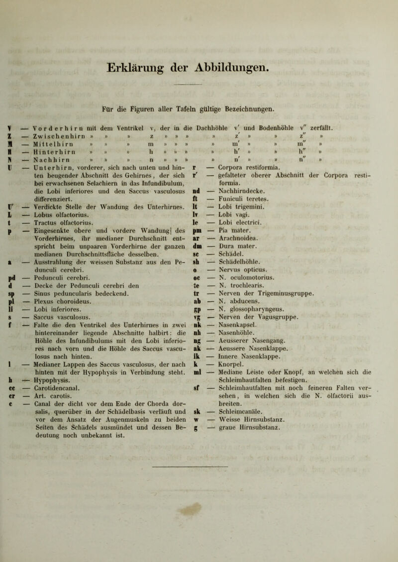 Erklärung der Abbildungen Für die Figuren aller Tafeln gültige Bezeichnungen, rderhirn mit dem Ventrikel v, der in die Dachhöhle v' und Bodenhöhle v zerfällt. Z — Zwischenhirn» » » z » » » 51 — Mittelhirn » » » m » » » II — H i n t e r h i r n » » » h » » » N — N a c h h i r n » » » n » » » U — Unterhirn, vorderer, sich nach unten und hin- ten beugender Abschnitt des Gehirnes, der sich bei erwachsenen Selachiern in das Infundibulum, die Lobi inferiores und den Saccus vasculosus differenziert. U' — Verdickte Stelle der Wandung des Unterhirnes. L — Lobus olfactorius. t — Tractus olfactorius. p — Eingesenkte obere und vordere Wandung] des Vorderhirnes, ihr medianer Durchschnitt ent- spricht beim unpaaren Vorderhirne der ganzen medianen Durchschnittsfläche desselben, a — Ausstrahlung der weissen Substanz aus den Pe- dunculi cerebri. pd — Pedunculi cerebri. d — Decke der Pedunculi cerebri den sp — Sinus peduncularis bedeckend, pl — Plexus choroideus. li — Lobi inferiores, s — Saccus vasculosus. f — Falte die den Ventrikel des Unterhirnes in zwei hintereinander liegende Abschnitte halbirt: die Höhle des Infundibulums mit den Lobi inferio- res nach vorn und die Höhle des Saccus vascu- losus nach hinten. 1 — Medianer Lappen des Saccus vasculosus, der nach hinten mit der Hypophysis in Verbindung steht, h — Hypophysis, cc — Carotidencanal. er — Art. carotis. C — Canal der dicht vor dem Ende der Chorda dor- salis, querüber in der Schädelbasis verläuft und vor dem Ansatz der Augenmuskeln zu beiden Seiten des Schädels ausmündet und dessen Be- deutung noch unbekannt ist. / It » Z » )) z » » m' » » in » » h’ » » h » » n' » » n » r — Corpora restiformia. r' — gefalteter oberer Abschnitt der Corpora resti- formia. nd — Nachhirndecke, ft — Funiculi teretes. lt — Lobi trigemini. 1? — Lobi vagi. le — Lobi electrici. pm — Pia mater. ar — Arachnoidea. dm — Dura mater. sc — Schädel. sh — Sch'ädelhöhle. o — Nervus opticus. oc — N. oculomotorius. te — N. trochlearis. tr — Nerven der Trigeminusgruppe. ab — N. abducens. gp — N. glossopharyngeus. vg — Nerven der Vagusgruppe. nk — Nasenkapsel. nh — Nasenhöhle. ng — Aeusserer Nasengang. ak — Aeussere Nasenklappe. ik — Innere Nasenklappe. k — Knorpel. ml — Mediane Leiste oder Knopf, an welchen sich die Schleimhautfalten befestigen. sf — Schleimhautfalten mit noch feineren Falten ver- sehen , in welchen sich die N. olfactorii aus- breiten. sk — Schleimcanäle, w — Weisse Hirnsubstanz, g — graue Hirnsubstanz.
