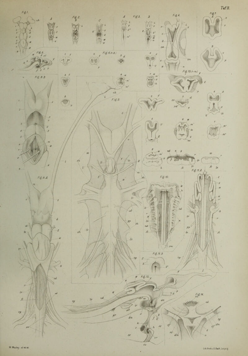 Fig 1I.A Fig.e.A Fig.ll.B Lith .Ansty.J.G Bach .Leipzig