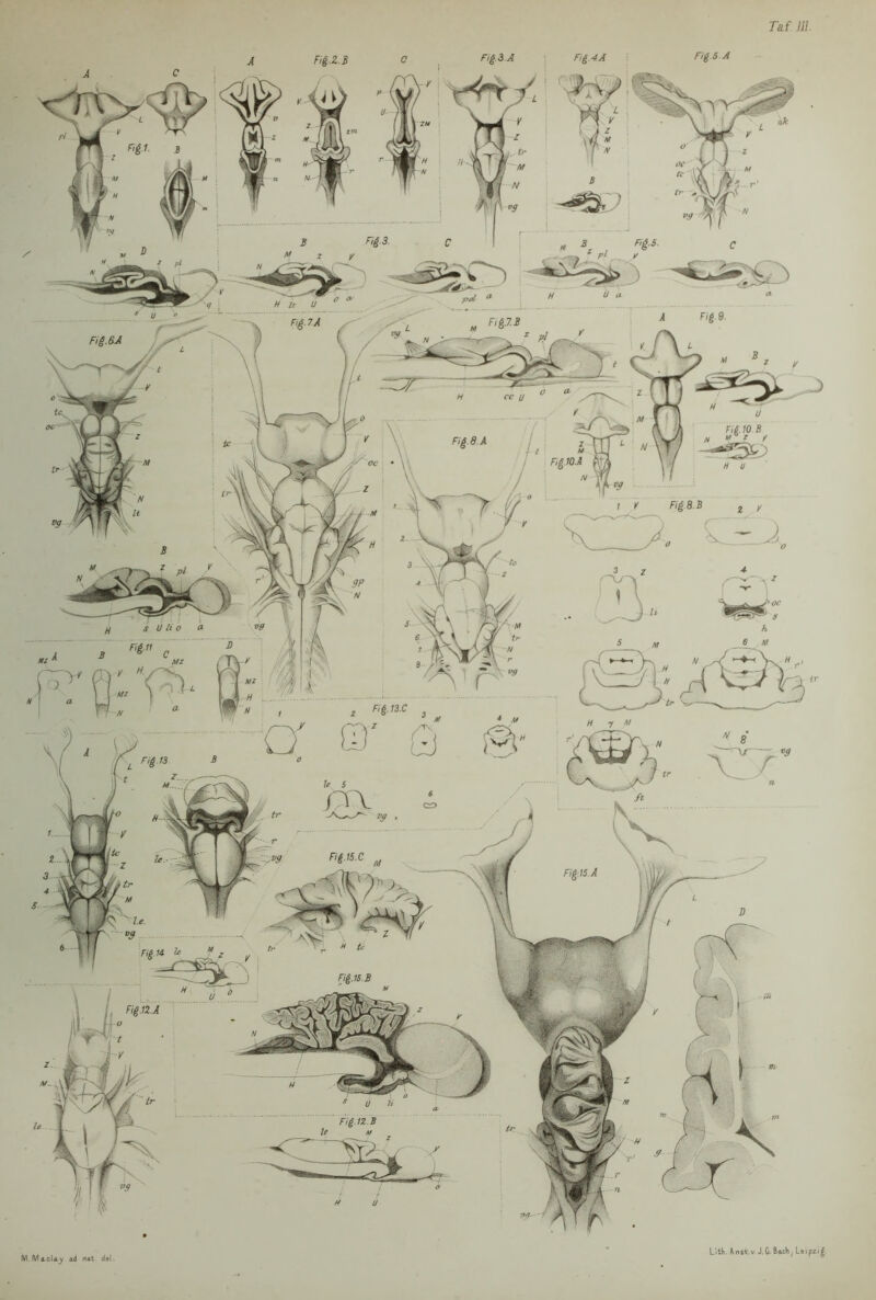 Tai JJI. Fig.S.A Fig.&A FillO.B u ° r Fig.13.C Fig.lS.B Fign.B