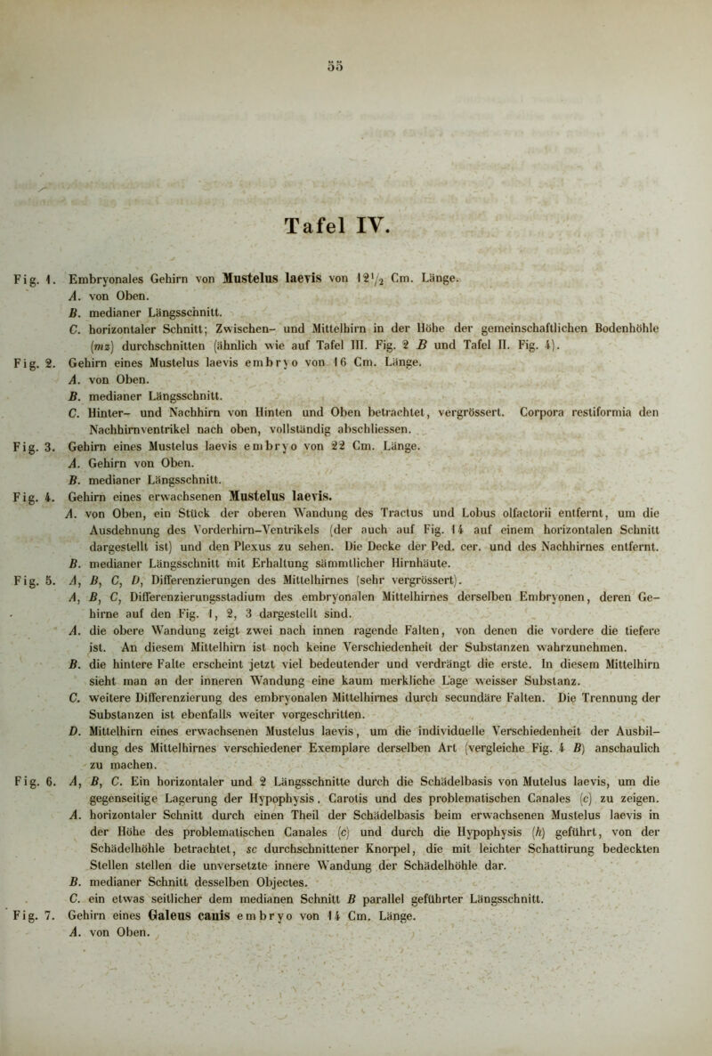 Tafel IY Fig. 1. Fig. 2. Fig. 3. Fig. 4. Fig. 5. Fig. 6. Embryonales Gehirn von Mustelus laevis von 12‘/3 Cm. Länge. A. von Oben. B. medianer Längsschnitt. C. horizontaler Schnitt; Zwischen- und Mittelhirn in der Höhe der gemeinschaftlichen Bodenhöhle (mz) durchschnitten (ähnlich wie auf Tafel III. Fig. 2 B und Tafel II. Fig. 4). Gehirn eines Mustelus laevis embryo von 16 Cm. Länge. A. von Oben. B. medianer Längsschnitt. C. Hinter- und Nachhirn von Hinten und Oben betrachtet, vergrössert. Corpora restiformia den Nachhirnventrikel nach oben, vollständig abschliessen. Gehirn eines Mustelus laevis embryo von 22 Cm. Länge. A. Gehirn von Oben. B. medianer Längsschnitt. Gehirn eines erwachsenen Mustelus laevis. A. von Oben, ein Stück der oberen Wandung des Tractus und Lobus olfactorii entfernt, um die Ausdehnung des Vorderhirn-Ventrikels (der auch auf Fig. 14 auf einem horizontalen Schnitt dargestellt ist) und den Plexus zu sehen. Die Decke der Ped. cer. und des Nachhirnes entfernt. B. medianer Längsschnitt mit Erhaltung sämmtlicher Hirnhäute. A, B, C, t>, Differenzierungen des Mittelhirnes (sehr vergrössert). A, B, C, Differenzierungsstadium des embryonalen Mittelhirnes derselben Embryonen, deren Ge- hirne auf den Fig. 1, 2, 3 dargestellt sind. A. die obere Wandung zeigt zwei nach innen ragende Falten, von denen die vordere die tiefere ist. An diesem Mittelhirn ist noch keine Verschiedenheit der Substanzen wahrzunehmen. B. die hintere Falte erscheint jetzt viel bedeutender und verdrängt die erste. In diesem Mittelhirn sieht man an der inneren Wandung eine kaum merkliche Lage weisser Substanz. C. weitere Differenzierung des embryonalen Mittelhirnes durch secundäre Falten. Die Trennung der Substanzen ist ebenfalls weiter vorgeschritten. D. Mittelhirn eines erwachsenen Mustelus laevis, um die individuelle Verschiedenheit der Ausbil- dung des Mittelhirnes verschiedener Exemplare derselben Art (vergleiche Fig. 4 B) anschaulich zu machen. A, B, C. Ein horizontaler und 2 Längsschnitte durch die Schädelbasis von Mutelus laevis, um die gegenseitige Lagerung der Hypophysis, Carotis und des problematischen Canales (c) zu zeigen. A. horizontaler Schnitt durch einen Theil der Schädelbasis beim erwachsenen Mustelus laevis in der Höhe des problematischen Canales (c) und durch die Hypophysis (h) geführt, von der Schädelhöhle betrachtet, sc durchschnittener Knorpel, die mit leichter Schattirung bedeckten Stellen stellen die unversetzte innere Wandung der Schädelhöhle dar. B. medianer Schnitt desselben Objectes. C. ein etwas seitlicher dem medianen Schnitt B parallel geführter Längsschnitt. Gehirn eines (Jaleus canis embryo von 14 Cm. Länge. A. von Oben.