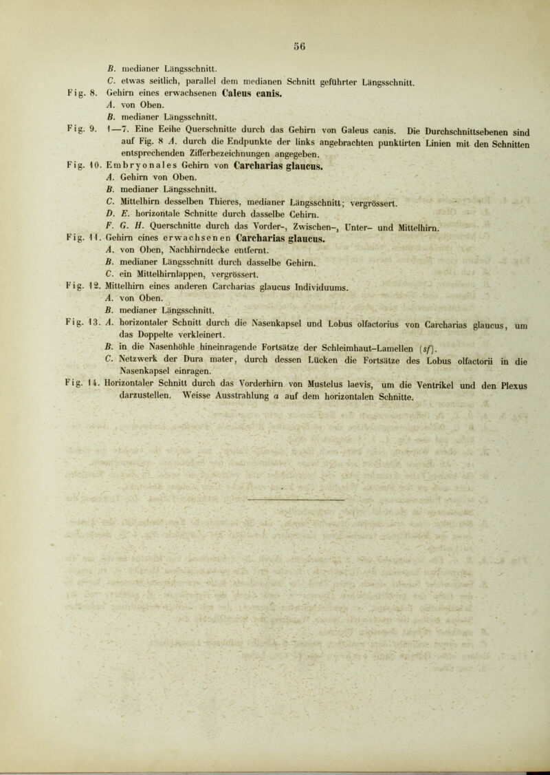 56 B. medianer Längsschnitt. C. etwas seitlich, parallel dem medianen Schnitt geführter Längsschnitt. Fig. 8. Gehirn eines erwachsenen Caleus canis. A. von Oben. B. medianer Längsschnitt. Fig. 9. 1 /. Eine Eeihe Querschnitte durch das Gehirn von Galeus canis. Die Durchschnittsebenen sind auf Fig. 8 A. durch die Endpunkte der links angebrachten punktirten Linien mit den Schnitten entsprechenden Zifferbezeichnungen angegeben. Fig. 10. Embryonales Gehirn von Carcharias glaucus. A. Gehirn von Oben. B. medianer Längsschnitt. C. Mittelhirn desselben Thieres, medianer Längsschnitt; vergrössert. D. E. horizontale Schnitte durch dasselbe Cehirn. F. G. H. Querschnitte durch das Vorder-, Zwischen-, Unter- und Mittelhirn. Fig. 11. Gehirn eines erwachsenen Carcharias glaucus. A. von Oben, Nachhirndecke entfernt. B. medianer Längsschnitt durch dasselbe Gehirn. C. ein Mittelhirnlappen, vergrössert. Fig. 12. Mittelhirn eines anderen Carcharias glaucus Individuums. A. von Oben. B. medianer Längsschnitt. Fig. 13. A. horizontaler Schnitt durch die Nasenkapsel und Lobus olfactorius von Carcharias glaucus, um das Doppelte verkleinert. B. in die Nasenhöhle hineinragende Fortsätze der Schleimhaut-Lamellen {sf). C. Netzwerk der Dura mater, durch dessen Lücken die Fortsätze des Lobus olfactorii in die Nasenkapsel einragen. Fig. 14. Horizontaler Schnitt durch das Vorderhirn von Mustelus laevis, um die Ventrikel und den Plexus darzustellen. Weisse Ausstrahlung o auf dem horizontalen Schnitte.