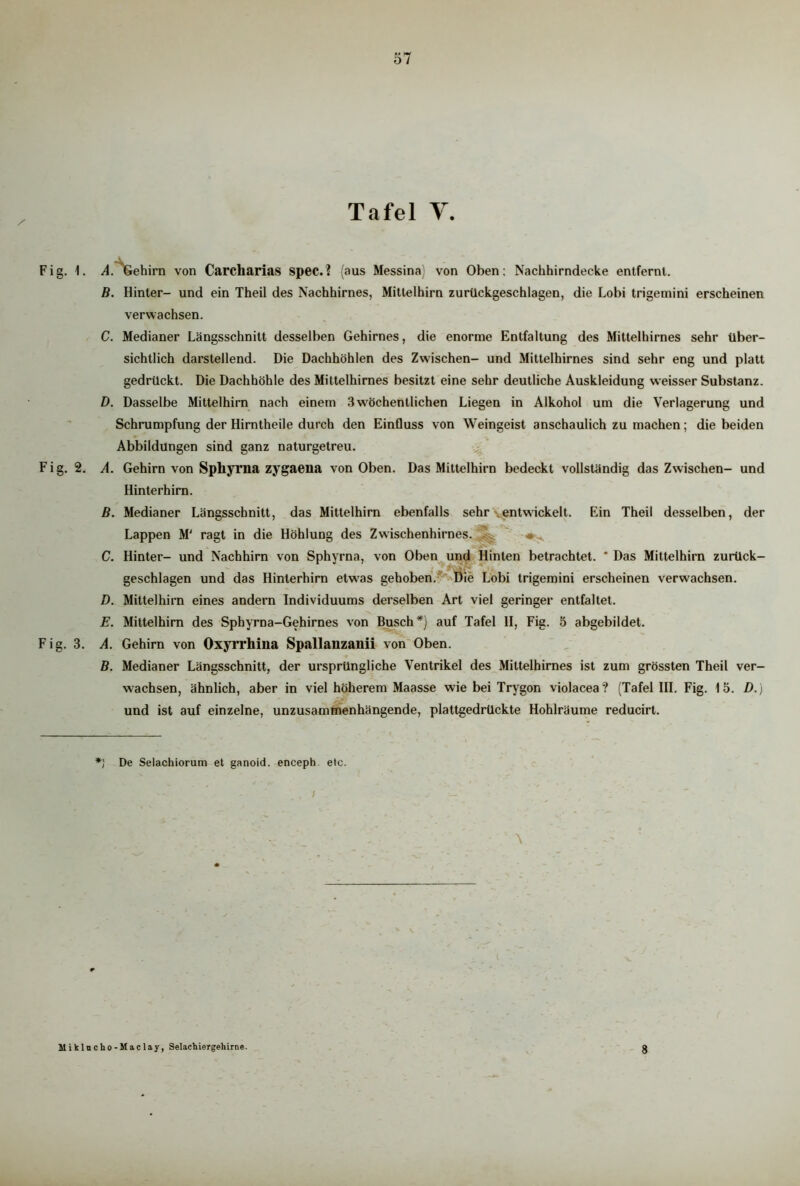 57 Tafel Y. Fig. 1. AGehirn von Carcliarias spec.? (aus Messina) von Oben: Nachhirndecke entfernl. B. Hinter- und ein Theil des Nachhirnes, Mittelhirn zurückgeschlagen, die Lobi trigemini erscheinen verwachsen. C. Medianer Längsschnitt desselben Gehirnes, die enorme Entfaltung des Mittelhirnes sehr über- sichtlich darstellend. Die Dachhöhlen des Zwischen- und Mittelhirnes sind sehr eng und platt gedrückt. Die Dachhöhle des Mittelhirnes besitzt eine sehr deutliche Auskleidung weisser Substanz. D. Dasselbe Mittelhirn nach einem 3wöchentlichen Liegen in Alkohol um die Verlagerung und Schrumpfung der Hirntheile durch den Einfluss von Weingeist anschaulich zu machen; die beiden Abbildungen sind ganz naturgetreu. Fig. 2. A. Gehirn von Sphyrna zygaena vonOben. Das Mittelhirn bedeckt vollständig das Zwischen- und Hinterhirn. B. Medianer Längsschnitt, das Mittelhirn ebenfalls sehr'.entwickelt. Ein Theil desselben, der Lappen M' ragt in die Höhlung des Zwischenhirnes. . * C. Hinter- und Nachhirn von Sphyrna, von Oben und Hinten betrachtet. ' Das Mittelhirn zurück- geschlagen und das Hinterhirn etwas gehoben. Die Lobi trigemini erscheinen verwachsen. D. Mittelhirn eines andern Individuums derselben Art viel geringer entfaltet. E. Mittelhirn des Spbyrna-Gehirnes von Busch*) auf Tafel II, Fig. 5 abgebildet. Fig. 3. A. Gehirn von Oxyrrhina Spallanzanii von Oben. B. Medianer Längsschnitt, der ursprüngliche Ventrikel des Mittelhirnes ist zum grössten Theil ver- wachsen, ähnlich, aber in viel höherem Maasse wie bei Trygon violacea? (Tafel III. Fig. 15. D.) und ist auf einzelne, unzusammenhängende, plattgedrückte Hohlräume reducirt. *} De Selachiorum et ganoid. enceph etc. , l ' \ Miklucho-Maclay, Selachiergehirne. 8