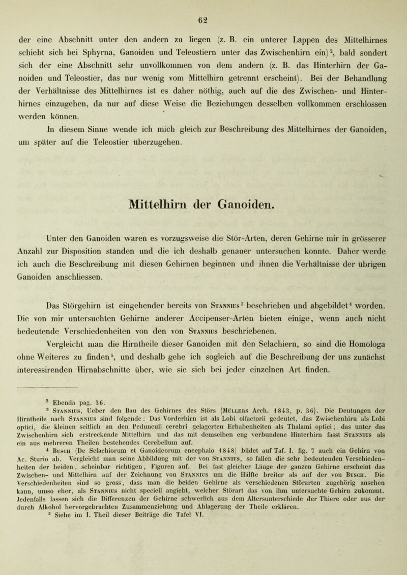 der eine Abschnitt unter den andern zu liegen (z. B. ein unterer Lappen des Mittelhirnes schiebt sich bei Sphyrna, Ganoiden und Teleostiern unter das Zwischenhirn ein)2, bald sondert sich der eine Abschnitt sehr unvollkommen von dem andern (z. B. das Hinterhirn der Ga- noiden und Teleostier, das nur wenig vom Mittelhirn getrennt erscheint). Bei der Behandlung der Verhältnisse des Mittelhirnes ist es daher nöthig, auch auf die des Zwischen- und Hinter- hirnes einzugehen, da nur auf diese Weise die Beziehungen desselben vollkommen erschlossen werden können. ln diesem Sinne wende ich mich gleich zur Beschreibung des Mittelhirnes der Ganoiden, um später auf die Teleostier überzugehen. Mittelhirn der Ganoiden. Unter den Ganoiden waren es vorzugsweise die Stör-Arten, deren Gehirne mir in grösserer Anzahl zur Disposition standen und die ich deshalb genauer untersuchen konnte. Daher werde ich auch die Beschreibung mit diesen Gehirnen beginnen und ihnen die Verhältnisse der übrigen Ganoiden anschliessen. Das Störgehirn ist eingehender bereits von Stannius3 beschrieben und abgebildet4 worden. Die von mir untersuchten Gehirne anderer Accipenser-Arten bieten einige, wenn auch nicht bedeutende Verschiedenheiten von den von Stannius beschriebenen. Vergleicht man die Hirntheile dieser Ganoiden mit den Selachiern, so sind die Homologa ohne Weiteres zu finden5, und deshalb gehe ich sogleich auf die Beschreibung der uns zunächst interessirenden Hirnabschnitte über, wie sie sich bei jeder einzelnen Art finden. 2 Ebenda pag. 36. 3 Stannius, lieber den Bau des Gehirnes des Störs (Müllers Arch. 1 843, p. 36). Die Deutungen der Hirntheile nach Stannius sind folgende : Das Vorderhirn ist als Lobi olfactorii gedeutet, das Zwischenhirn als Lobi optici, die kleinen seitlich an den Pedunculi cerebri gelagerten Erhabenheiten als Thalami optici; das unter das Zwischenhirn sich erstreckende Mittelhirn und das mit demselben eng verbundene Hinterhirn fasst Stannius als ein aus mehreren Theilen bestehendes Cerebellum auf. 4 Busch (De Selachiorum et Ganoideorum encephalo 1 848) bildet auf Taf. I. fig. 7 auch ein Gehirn von Ac. Sturio ab. Vergleicht man seine Abbildung mit der von Stannius, so fallen die sehr bedeutenden Verschieden- heiten der beiden, scheinbar richtigen, Figuren auf. Bei fast gleicher Länge der ganzen Gehirne erscheint das Zwischen- und Mittelhirn auf der Zeichnung von Stannius um die Hälfte breiter als auf der von Busch. Die Verschiedenheiten sind so gross, dass man die beiden Gehirne als verschiedenen Störarten zugehörig ansehen kann, umso eher, als Stannius nicht speciell angiebt, welcher Störart das von ihm untersuchte Gehirn zukommt. Jedenfalls lassen sich die Differenzen der Gehirne schwerlich aus dem Altersunterschiede der Thiere oder aus der durch Alkohol hervorgebrachten Zusammenziehung und Ablagerung der Theile erklären. 5 Siehe im I. Theil dieser Beiträge die Tafel VI.