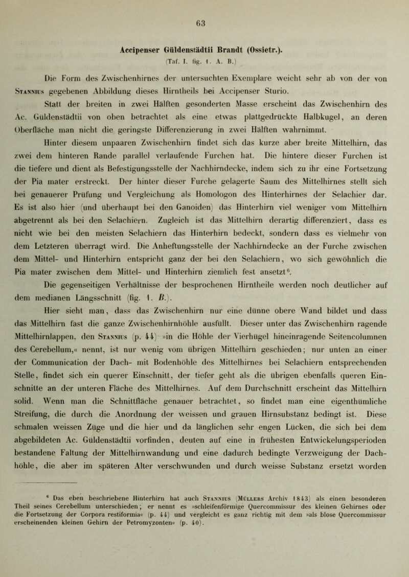 Accipenser Güldenstädtii Brandt (Ossietr.). (Taf. I. fig. I. A. B.) Die Form des Zwischenhirnes der untersuchten Exemplare weicht sehr ab von der von Stannius gegebenen Abbildung dieses Hirntheils bei Accipenser Sturio. Statt der breiten in zwei Hälften gesonderten Masse erscheint das Zwischenhirn des Ac. Güldenstädtii von oben betrachtet als eine etwas plattgedrückte Halbkugel, an deren Oberfläche man nicht die geringste Differenzierung in zwei Hälften wahrnimmt. Hinter diesem unpaaren Zwischenhirn findet sich das kurze aber breite Mittelhirn, das zwei dem hinteren Rande parallel verlaufende Furchen hat. Die hintere dieser Furchen ist die tiefere und dient als Befestigungsstelle der Nachhirndecke, indem sich zu ihr eine Fortsetzung der Pia mater erstreckt. Der hinter dieser Furche gelagerte Saum des Mittelhirnes stellt sich bei genauerer Prüfung und Vergleichung als Homologon des Hinterhirnes der Selachier dar. Es ist also hier (und überhaupt bei den Ganoiden) das Hinterhirn viel weniger vom Mittelhirn abgetrennt als bei den Selachiern. Zugleich ist das Mittelhirn derartig differenziert, dass es nicht wie bei den meisten Selachiern das Hinterhirn bedeckt, sondern dass es vielmehr von dem Letzteren überragt wird. Die Anheftungsstelle der Nachhirndecke an der Furche zwischen dem Mittel- und Hinterhirn entspricht ganz der bei den Selachiern, wo sich gewöhnlich die Pia mater zwischen dem Mittel- und Hinterhirn ziemlich fest ansetzt0. Die gegenseitigen Verhältnisse der besprochenen Hirntheile werden noch deutlicher auf dem medianen Längsschnitt (fig. 1. B.). Hier sieht man, dass das Zwischenhirn nur eine dünne obere Wand bildet und dass das Mittelhirn fast die ganze Zwischenhirnhöhle ausfüllt. Dieser unter das Zwischenhirn ragende Mittelhirnlappen, den Stannius (p. 44) »in die Höhle der Vierhügel hineinragende Seitencolumnen des Cerebellum,« nennt, ist nur wenig vom übrigen Mittelhirn geschieden; nur unten an einer der Communication der Dach- mit Bodenhöhle des Mittelhirnes bei Selachiern entsprechenden Stelle, findet sich ein querer Einschnitt, der tiefer geht als die übrigen ebenfalls queren Ein- schnitte an der unteren Fläche des Mittelhirnes. Auf dem Durchschnitt erscheint das Mittelhirn solid. Wenn man die Schnittfläche genauer betrachtet, so findet man eine eigenthümliche Streifung, die durch die Anordnung der weissen und grauen Hirnsubstanz bedingt ist. Diese schmalen weissen Züge und die hier und da länglichen sehr engen Lücken, die sich bei dem abgebildeten Ac. Güldenstädtii vorfinden, deuten auf eine in frühesten Entwickelungsperioden bestandene Faltung der Mittelhirnwandung und eine dadurch bedingte Verzweigung der Dach- höhle, die aber im späteren Alter verschwunden und durch weisse Substanz ersetzt worden * Das eben beschriebene Hinterhirn hat auch Stannius (Müllers Archiv 1 843) als einen besonderen Theil seines Cerebellum unterschieden; er nennt es »schleifenförmige Quercommissur des kleinen Gehirnes oder die Fortsetzung der Corpora restiformia« (p. 44) und vergleicht es ganz richtig mit dem »als blose Quercommissur erscheinenden kleinen Gehirn der Petromyzonten« (p. 40).