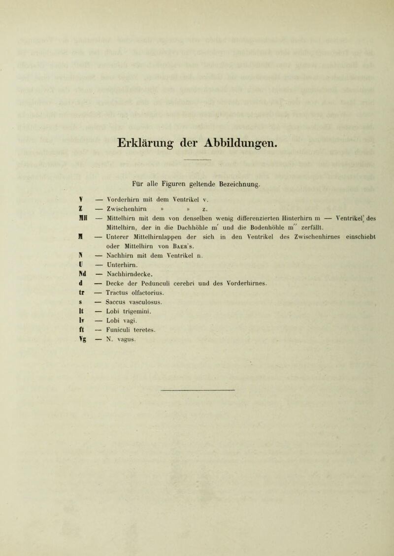 Erklärung- der Abbildungen. Für alle Figuren geltende Bezeichnung. V — Vorderhirn mit dem Ventrikel v. Z — Zwischenhirn » » z. MH — Mittelhirn mit dem von denselben wenig differenzierten Hinterhirn m — Ventrikel’ des Mittelhirn, der in die Dachhöhle m und die Bodenhöhle m” zerfällt. M — Unterer Mittelhirnlappen der sich in den Ventrikel des Zwischenhirnes einschiebt oder Mittelhirn von Baer’s. N — Nachhirn mit dem Ventrikel n. U — Unterhirn. Nd — Nachhirndecke. d — Decke der Pedunculi cerebri und des Vorderhirnes, tr — Tractus olfactorius. s — Saccus vasculosus. It — Lobi trigemini. lv — Lobi vagi. ft — Funiculi teretes. Vg — N. vagus.