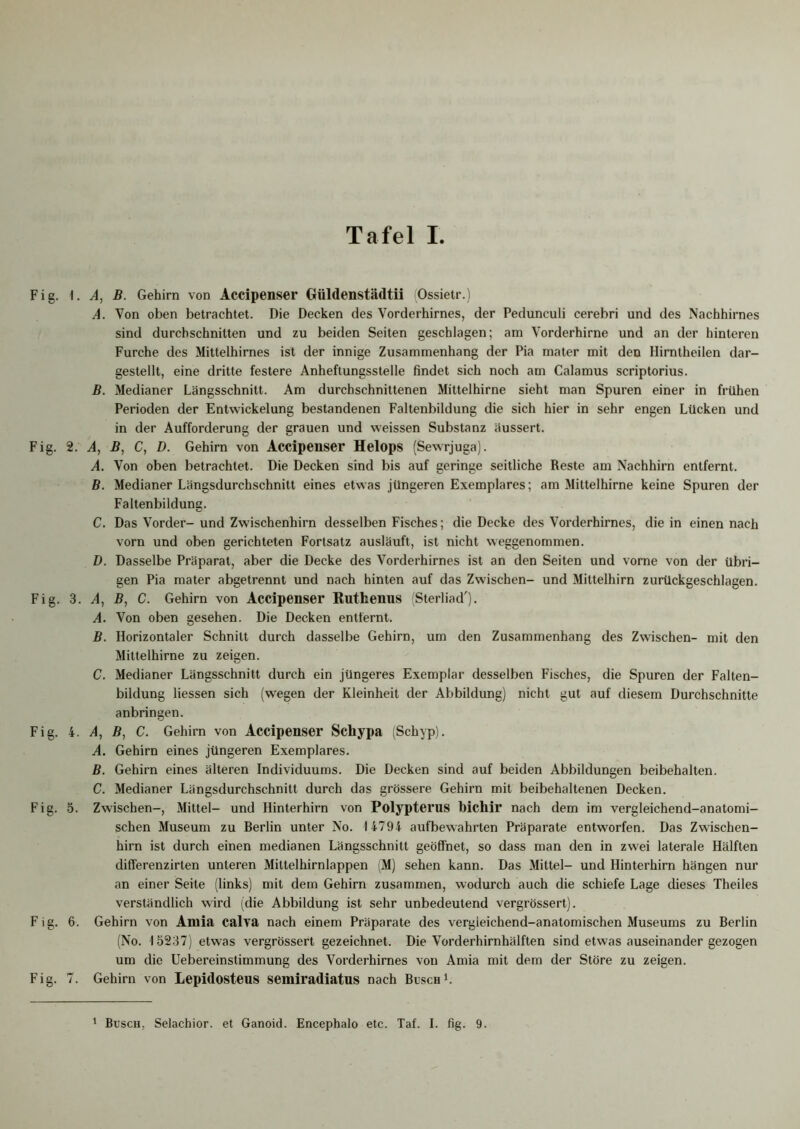 Fig. 1. A, B. Gehirn von Accipenser Giildenstädtii Ossietr.) A. Von oben betrachtet. Die Decken des Vorderhirnes, der Pedunculi cerebri und des Nachhirnes sind durchschnitten und zu beiden Seiten geschlagen; am Vorderhirne und an der hinteren Furche des Mittelhirnes ist der innige Zusammenhang der Pia mater mit den Hirntheilen dar- gestellt, eine dritte festere Anheftungsstelle findet sich noch am Calamus scriptorius. B. Medianer Längsschnitt. Am durchschnittenen Mittelhirne sieht man Spuren einer in frühen Perioden der Entwickelung bestandenen Faltenbildung die sich hier in sehr engen Lücken und in der Aufforderung der grauen und weissen Substanz äussert. Fig. 2. A, B, C, D. Gehirn von Accipenser Helops (Sewrjuga). A. Von oben betrachtet. Die Decken sind bis auf geringe seitliche Reste am Nachhirn entfernt. B. Medianer Längsdurchschnitt eines etwas jüngeren Exemplares; am Mittelhirne keine Spuren der Faltenbildung. C. Das Vorder- und Zwischenhirn desselben Fisches; die Decke des Vorderhirnes, die in einen nach vorn und oben gerichteten Fortsatz ausläuft, ist nicht weggenommen. D. Dasselbe Präparat, aber die Decke des Vorderhirnes ist an den Seiten und vorne von der übri- gen Pia mater abgetrennt und nach hinten auf das Zwischen- und Mittelhirn zurückgeschlagen. Fig. 3. A, B, C. Gehirn von Accipenser Ruthenus (Sterliad'). A. Von oben gesehen. Die Decken entfernt. B. Horizontaler Schnitt durch dasselbe Gehirn, um den Zusammenhang des Zwischen- mit den Mittelhirne zu zeigen. C. Medianer Längsschnitt durch ein jüngeres Exemplar desselben Fisches, die Spuren der Falten- bildung Hessen sich (wegen der Kleinheit der Abbildung) nicht gut auf diesem Durchschnitte anbringen. Fig. 4. A, B, C. Gehirn von Accipenser Schypa (Schyp). A. Gehirn eines jüngeren Exemplares. B. Gehirn eines älteren Individuums. Die Decken sind auf beiden Abbildungen beibehalten. C. Medianer Längsdurchschnitt durch das grössere Gehirn mit beibehaltenen Decken. Fig. 5. Zwischen-, Mittel- und Hinterhirn von Polypterus bichir nach dem im vergleichend-anatomi- schen Museum zu Berlin unter No. 14794 aufbewahrten Präparate entworfen. Das Zwischen- hirn ist durch einen medianen Längsschnitt geöffnet, so dass man den in zwei laterale Hälften differenzirten unteren Mittelhirnlappen (M) sehen kann. Das Mittel- und Hinterhirn hängen nur an einer Seite (links) mit dem Gehirn zusammen, wodurch auch die schiefe Lage dieses Theiles verständlich wird (die Abbildung ist sehr unbedeutend vergrössert). Fig. 6. Gehirn von Anna calva nach einem Präparate des vergieichend-anatomischen Museums zu Berlin (No. 15237) etwas vergrössert gezeichnet. Die Vorderhirnhälften sind etwas auseinander gezogen um die Uebereinstimmung des Vorderhirnes von Amia mit dem der Störe zu zeigen. Fig. 7. Gehirn von Lepidosteus semiradiatus nach Busch1. 1 Busch, Selachior. et Ganoid. Encephalo etc. Taf. I. fig. 9.