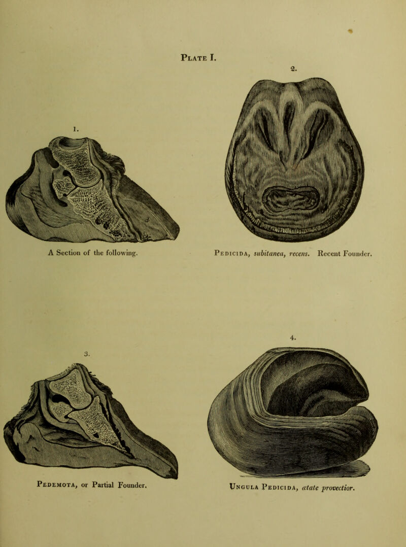 2. m 4. Ungula Pedicida, (date provedior. Pedemota, or Partial Founder.