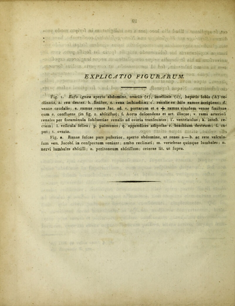 - i : oboirr otqifol ai cn if’: - f -or i.r- • . .aaba :,, «utj-* j .■• taq Jfii ot . ■ ■ i-.i .tlX’ >ij.r Oi 3 [*];■!'£>:: „0'1 -ctL3iirrol 3L'ifv rc/tiar- rr ,o fjr; (\rj rnc: ooo< Obf»f n.lwlo 00 3£r;)** ' gf 'I . i f>‘31 ulli <'i *)1 ,t>-> !iL‘1U?CDi»0Z.i aiit oi eiii.ni otxjIi‘1' rn’’fi:[ onrrrrn n? • i. *; -9rii EXPLICATIO FIGURARUM. : -■ - • n ( Ji? bxi j) . is <-. u LGiiir ii :oj -r cil^J I3‘ > ;1 3j.Jp 3 • ff iBi /i rr uo Fig. i. Bufo ignea aperto abdomine, ovariis (t), inteftinis (i), hepatis lobis (h) re- clinatis, a. ren dexter, b. finifter, c. vena ischiadica; c'. renalis ex hilo ramos accipiens; d. venae caudalis; e. ramus venae Jac. ad. v. portarum et e + ramus ejusdem venae finiftrae cum e. confluens (in fig. 2. abfciffus); f. Aorta defcendens et art. iliacae; v. rami arteriofi renales per foraminula fubftantiae renalis ad ovaria tranfeuntes; i', ventriculus; k. inteft. re- ctum; 1. veficula fellea; p. pulmones; q. appendices adipofae r. brachium dextrum; f. ca- sft» urt rctful. put; t. ovaria. Fig. *. Ranae fufcae pars pofterior, aperto abdomine, ut renes a — b. ac rete vafculo- fum ven. Jacobf. in confpectum veniant; ambo reclinati; m. vertebrae quinque lumbales; n. nervi lumbales abfcjffi; o. peritoneum abfciffum; ceterae lit. ut fupra.