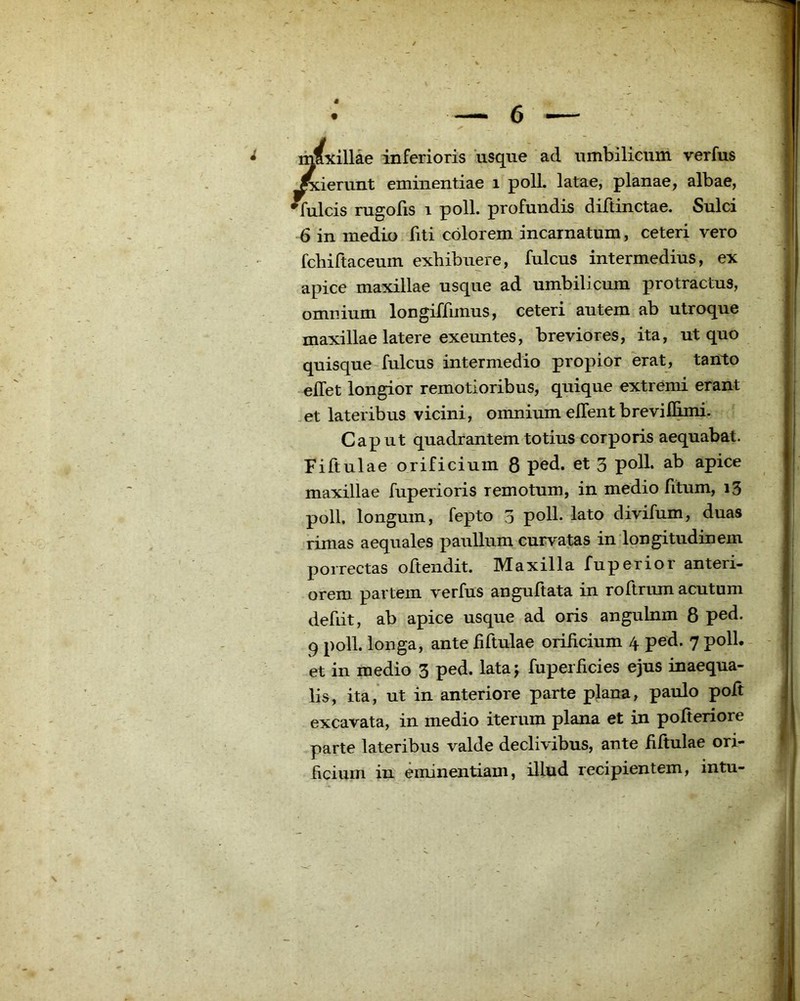 maxillae inferioris usque ad umbilicum verfus ^ierunt eminentiae i poli, latae, planae, albae, fulcis rugofis 1 poli, profundis diftinctae. Sulci 6 in medio liti colorem incarnatum, ceteri vero fchiftaceum exhibuere, fulcus intermedius, ex apice maxillae usque ad umbilicum protractus, omnium longiffiinus, ceteri autem ab utroque maxillae latere exeuntes, breviores, ita, ut quo quisque fulcus intermedio propior erat, tanto elTet longior remotioribus, quique extremi erant et lateribus vicini, omnium eflent brevilBmi. Caput quadrantem totius corporis aequabat. Fiftulae orificium 8 ped. et 3 poli, ab apice maxillae fuperioris remotum, in medio fitum, i3 poli, longum, fepto 3 poll. lato divifum, duas rimas aequales pauUum curvatas in longitudinem porrectas oltendit. IVIaxilla fuperior anteri- orem partem verfus anguftata in roftrum acutum defiit, ab apice usque ad oris angulnm 8 ped. 9 poll. longa, ante fiftulae orificium 4 ped. 7 polL et in medio 3 ped. lataj fuperficies ejus inaequa- lis, ita, ut in anteriore parte plana, paulo poft excavata, in medio iterum plana et in pofteriore parte lateribus valde declivibus, ante fiftulae ori- hciuin in eminentiam, illud recipientem, intu-