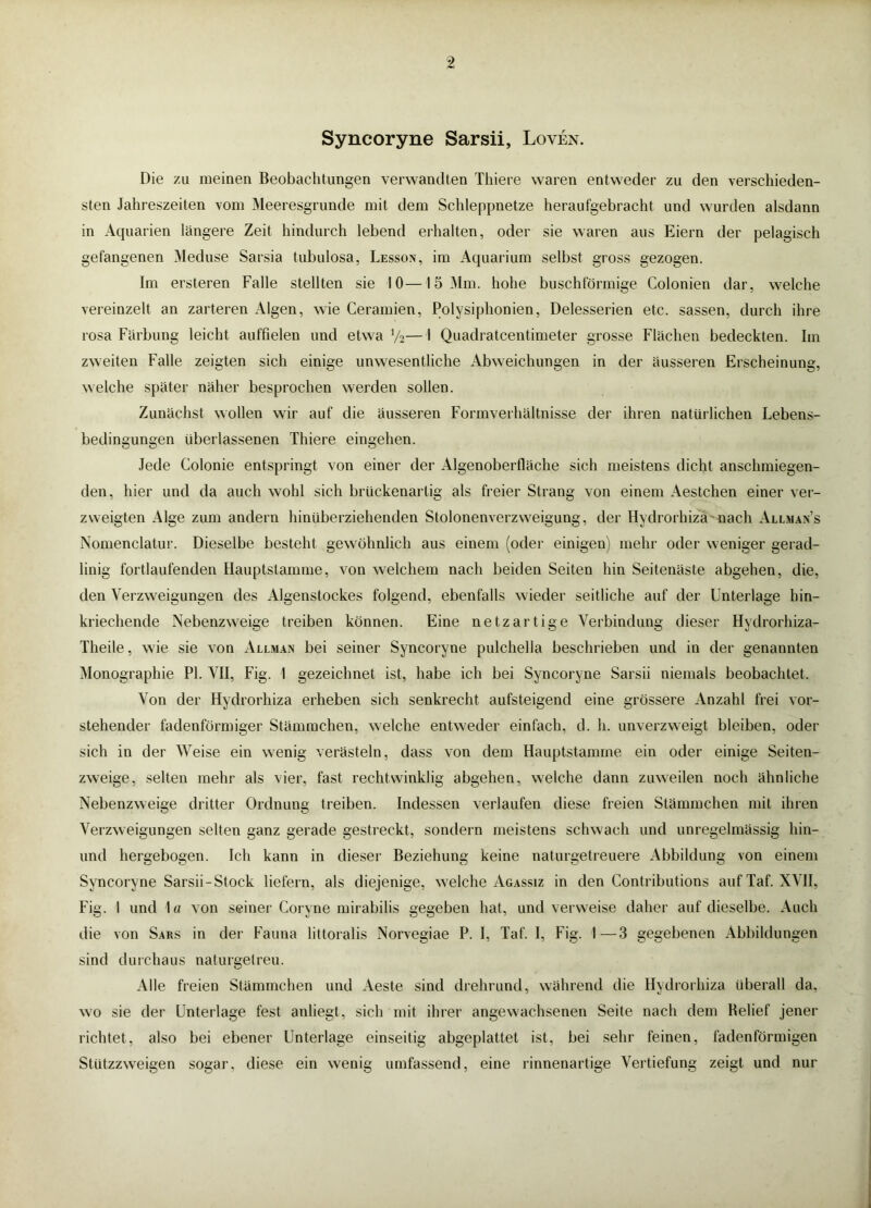 Syncoryne Sarsii, Loven. Die zu meinen Beobachtungen verwandten Tliiere waren entweder zu den verschieden- sten Jahreszeiten vom Meeresgründe mit dem Schleppnetze heraufgebracht und wurden alsdann in Aquarien längere Zeit hindurch lebend erhalten, oder sie waren aus Eiern der pelagisch gefangenen Meduse Sarsia tubulosa, Lesson, im Aquarium selbst gross gezogen. Im ersteren Falle stellten sie 10—15 31m. hohe buschförmige Colonien dar, welche vereinzelt an zarteren Algen, wie Ceramien, Polysiphonien, Delesserien etc. sassen, durch ihre rosa Färbung leicht auffielen und etwa V2— 1 Quadratcentimeter grosse Flächen bedeckten. Im zweiten Falle zeigten sich einige unwesentliche Abweichungen in der äusseren Erscheinung, welche später näher besprochen werden sollen. Zunächst wollen wir auf die äusseren Formverhältnisse der ihren natürlichen Lebens- bedingungen überlassenen Thiere eingehen. Jede Colonie entspringt von einer der Algenoberfläche sich meistens dicht anschmiegen- den, hier und da auch wohl sich brückenartig als freier Strang von einem Aestchen einer ver- zweigten Alge zum andern hinüberziehenden Stolonenverzvveigung, der Hydrorhizä'nach Allman’s Nomenclatur. Dieselbe besteht gewöhnlich aus einem (oder einigen) mehr oder weniger gerad- linig fortlaufenden Hauptstamme, von welchem nach beiden Seiten hin Seitenäste abgehen, die, den Verzweigungen des Algenstockes folgend, ebenfalls wieder seitliche auf der Unterlage hin- kriechende Nebenzweige treiben können. Eine netzartige Verbindung dieser Hydrorhiza- Theile, wie sie von Allman bei seiner Syncoryne pulchella beschrieben und in der genannten 3Ionographie PI. VII, Fig. 1 gezeichnet ist, habe ich bei Syncoryne Sarsii niemals beobachtet. Von der Hydrorhiza erheben sich senkrecht aufsteigend eine grössere Anzahl frei vor- stehender fadenförmiger Stämmchen, welche entweder einfach, d. h. unverzweigt bleiben, oder sich in der Weise ein wenig verästeln, dass von dem Hauptstamme ein oder einige Seiten- zweige, selten mehr als vier, fast rechtwinklig abgehen, welche dann zuweilen noch ähnliche Nebenzweige dritter Ordnung treiben. Indessen verlaufen diese freien Stämmchen mit ihren Verzweigungen selten ganz gerade gestreckt, sondern meistens schwach und unregelmässig hin- imd hergebogen. Ich kann in dieser Beziehung keine naturgetreuere Abbildung von einem Syncoryne Sarsii-Stock liefern, als diejenige, welche Agassiz in den Contributions auf Taf. XVII, Fig. 1 und 1« von seiner Coryne mirabilis gegeben hat, und verweise daher auf dieselbe. Auch die von Saks in der Fauna littoralis Norvegiae P. 1, Taf. I, Fig. I—3 gegebenen Abbildungen sind durchaus naturgetreu. Alle freien Stämmchen und Aeste sind drehrund, während die Hydrorhiza überall da, wo sie der Unterlage fest anliegt, sich mit ihrer angewachsenen Seite nach dem Belief jener richtet, also bei ebener Unterlage einseitig abgeplattet ist, bei sehr feinen, fadenförmigen Stützzweigen sogar, diese ein wenig umfassend, eine rinnenartige Vertiefung zeigt und nur