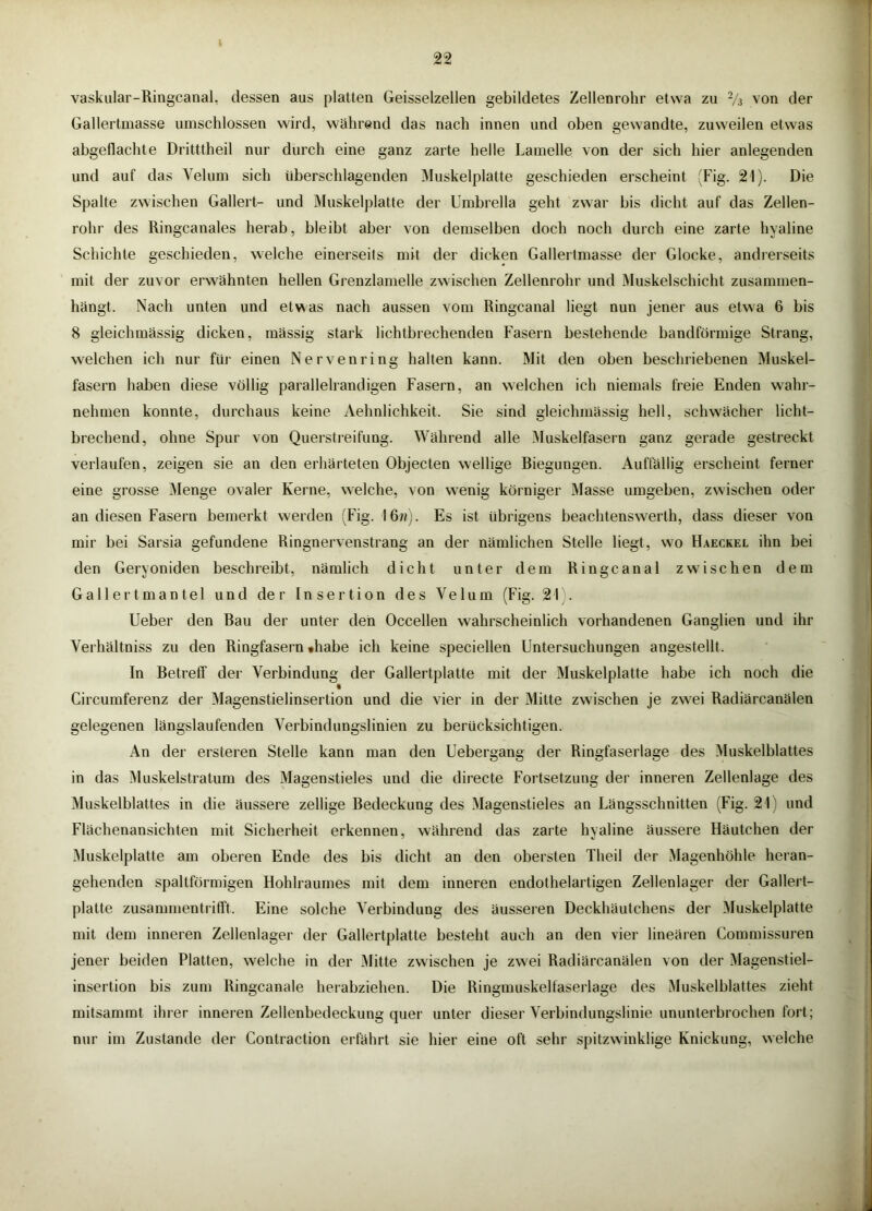 vaskular-Ringcanal, dessen aus platten Geisselzellen gebildetes Zellenrohr etwa zu V3 von der Gallertmasse umschlossen wird, während das nach innen und oben gewandte, zuweilen etwas abgeflachte Dritttheil nur durch eine ganz zarte helle Lamelle von der sich hier anlegenden und auf das Velum sich überschlagenden Muskelplatte geschieden erscheint (Fig. 21). Die Spalte zwischen Gallert- und Muskelplatte der Umbrella geht zwar bis dicht auf das Zellen- rohr des Ringcanales herab, bleibt aber von demselben doch noch durch eine zarte hyaline Schichte geschieden, welche einerseits mit der dicken Gallertmasse der Glocke, andrerseits mit der zuvor erwähnten hellen Grenzlamelle zwischen Zellenrohr und Muskelschicht zusammen- hängt. Nach unten und etwas nach aussen vom Ringcanal liegt nun jener aus etwa 6 bis 8 gleichmässig dicken, mässig stark lichthrechenden Fasern bestehende bandförmige Strang, welchen ich nur füi’ einen Nervenring halten kann. Mit den oben beschriebenen Muskel- fasern haben diese völlig parallelrandigen Fasern, an welchen ich niemals freie Enden wahr- nehmen konnte, durchaus keine Aehnlichkeit. Sie sind gleichmässig hell, schwächer licht- brechend, ohne Spur von Querstreifung. Während alle Muskelfasern ganz gerade gestreckt verlaufen, zeigen sie an den erhärteten Objecten wellige Riegungen. Auffällig erscheint ferner eine grosse Menge ovaler Kerne, welche, von wenig körniger Masse umgehen, zwischen oder an diesen Fasern bemerkt werden (Fig. 16/?). Es ist übrigens heachtenswerth, dass dieser von mir bei Sarsia gefundene Ringnervenstrang an der nämlichen Stelle liegt, wo Haeckel ihn bei den Geryoniden beschreibt, nämlich dicht unter dem Ringcanal zwischen dem Gallertmantel und der Insertion des Velum (Fig. 21). lieber den Bau der unter den Occellen wahrscheinlich vorhandenen Ganglien und ihr Verhältniss zu den Ringfasern «habe ich keine speciellen Untersuchungen angestellt. In Betreff der Verbindung der Gallertplatte mit der Muskelplatte habe ich noch die Circumferenz der Magenstielinsertion und die vier in der Mitte zwischen je zw^ei Radiärcanälen gelegenen längslaufenden Verbindungslinien zu berücksichtigen. An der ersteren Stelle kann man den Uebergang der Ringfaserlage des Muskelblattes in das Muskelstratum des Magenstieles und die directe Fortsetzung der inneren Zellenlage des Muskelblattes in die äussere zellige Bedeckung des Magenstieles an Längsschnitten (Fig. 21) und Flächenansichten mit Sicherheit erkennen, während das zarte hyaline äussere Häutchen der ^luskelplatte am oberen Ende des bis dicht an den obersten Theil der Magenhöhle heran- gehenden spaltförmigen Hohlraumes mit dem inneren endothelartigen Zellenlager der Gallert- platte zusammentritTt. Eine solche Verbindung des äusseren Deckhäutchens der Muskelplatte mit dem inneren Zellenlager der Gallertplatte besteht auch an den vier lineären Commissuren jener beiden Platten, welche in der Mitte zwischen je zwei Radiärcanälen von der Magenstiel- insertion bis zum Ringcanale herabziehen. Die Ringmuskelfaseilage des Muskelblattes zieht mitsammt ihrer inneren Zellenbedeckung quer unter dieser Verbindungslinie ununterbrochen fort; nur im Zustande der Contraction erfährt sie hier eine oft sehr spitzwinklige Knickung, welche