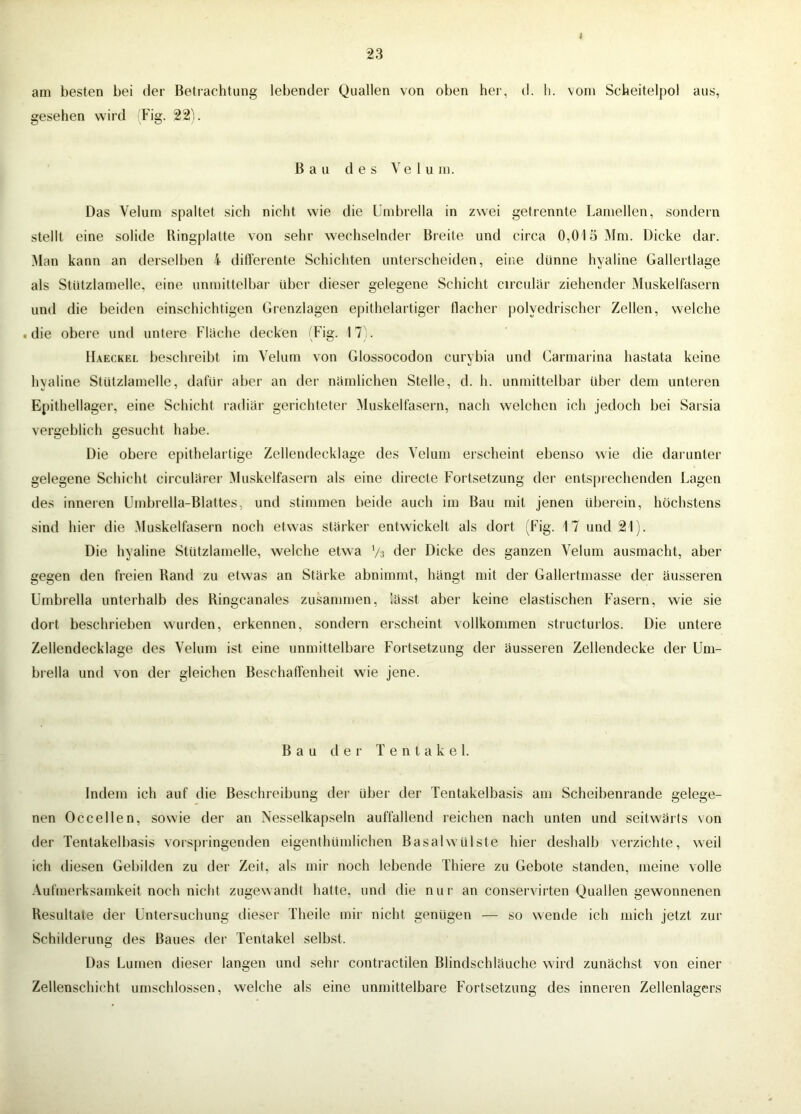 am besten bei der Betrachtung lebender Quallen von oben her, d. h. vom Scheitelpol aus, gesehen wird Fig. 22). Bau des V e 1 u m. Das Velum spaltet sich nicht wie die Umbrella in zwei getrennte Lamellen, sondern stellt eine solide Ringplatte von sehr wechselnder Breite und circa 0,01öMm. Dicke dar. Man kann an derselben 4 dideiente Schichten unterscheiden, eine dünne hyaline Gallertlage als Stützlamelle, eine unmittelbar über dieser gelegene Schicht circular ziehender Muskelfasern und die beiden einschichtigen Grenzlagen epithelartiger flacher polyedrischer Zellen, welche .die obere und untere Flache decken fFig. 17). Haeckel beschreibt im Velum von Glossocodon curybia und Carmarina hastata keine hyaline Stützlamelle, dafür aber an der nümlichen Stelle, d. h. unmittelbar über dem unteren Epithellager, eine Schicht radiiir gerichteter Muskelfasern, nach welchen ich jedoch bei Sarsia vergeblich gesucht habe. Die obere epithelartige Zellendecklage des Velum erscheint ebenso wie die darunter gelegene Schicht circuUirer Muskelfasern als eine directe Fortsetzung der entsprechenden Lagen des inneren Umbrella-Blattes, und stimmen beide auch im Bau mit jenen überein, höchstens sind hier die Muskelfasern noch etwas stürker entwickelt als dort {Fig. 17 und 21). Die hyaline Stützlamelle, welche etwa Vs der Dicke des ganzen Velum ausmacht, aber gegen den freien Band zu etwas an Stürke abnimmt, hängt mit der Gallertmasse der äusseren Umbrella unterhalb des Bingcanales zusammen, lässt aber keine elastischen Fasern, wie sie dort beschrieben wurden, erkennen, sondern erscheint vollkommen structurlos. Die untere Zellendecklage des Velum ist eine unmittelbare Fortsetzung der äusseren Zellendecke der Um- brella und von der gleichen Beschaffenheit wie jene. Bau der Tentakel. Indem ich auf die Beschreibung der über der Tentakelbasis am Scheibenrande gelege- nen Occellen, sowie der an Nesselkapseln auffallend leichen nach unten und seitwärts von der Tentakelbasis vorspringenden eigenthümlichen Basalwülste hier deshalb verzichte, weil ich diesen Gebilden zu der Zeit, als mir noch lebende Thiere zu Gebote standen, meine volle -Vufmerksamkeit noch nicht zugewandt hatte, und die nur an conservirten Quallen gewonnenen Resultate der Untersuchung dieser Theile mir nicht genügen — so wende ich mich jetzt zur Schilderung des Baues der Tentakel selbst. Das Lumen dieser langen und sehr contractilen Blindschläuche wird zunächst von einer Zellenschi('ht umschlossen, welche als eine unmittelbare Fortsetzung des inneren Zellenlagers