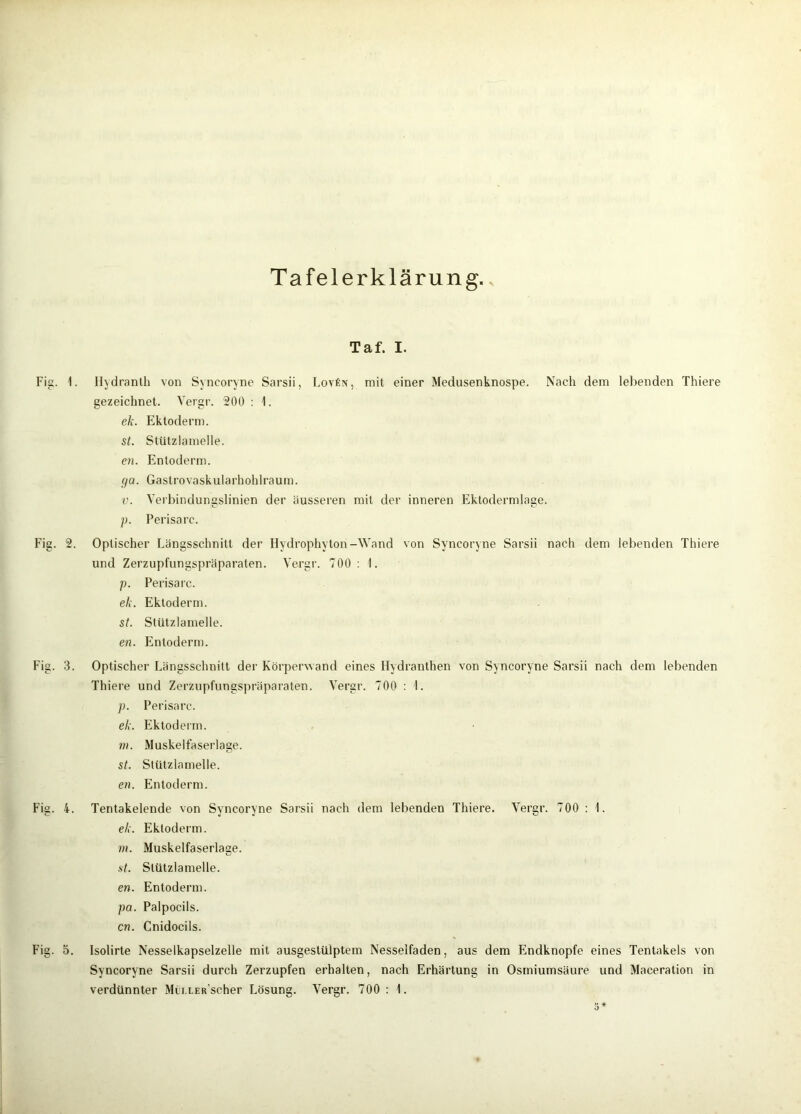 Tafelerklärung. Taf. I. Fig. 1. Ilydranlh von Syncoryne Sarsii, Lov£n, mit einer Medusenknospe. Nach dem lebenden Thiere gezeichnet. Vergr. 200 : 1. ek. Ektoderm. st. Stützlamelle. cn. Enloderm. ga. GastrovaskuIarhohIraum. V. Vei'bindungslinien der äusseren mit der inneren Ektodermlage. ]). Perisarc. Fig. 2. Optischer Längsschnitt der Hydrophyten-Wand von Syncoryne Sarsii nach dem lebenden Thiere und Zerzupfungspräparaten. Vergr. 700 : 1. p. Perisarc. ek. Ektoderm. st. Stützlamelle. en. Entoderrn. Fig. 3. Optischer Längsschnitt der Körperwand eines Hydranthen von Syncoryne Sarsii nach dem lebenden Thiere und Zerzupfungspräparaten. Vergr. 700 : 1. p. Perisarc. ek. Ektoderm. 7)1. Muskelfaserlage. st. Stützlamelle. en. Entoderrn. Fig. 4. Tentakelende von Syncoryne Sarsii nach dem lebenden Thiere. Vergr. 700 : 1. ek. Ektoderm. ??). Muskelfaserlage. st. Stützlamelle. en. Entoderrn. pa. Palpocils. cn. Cnidocils. Fig. 5. Isolirte Nesselkapselzelle mit ausgestülptem Nesselfaden, aus dem Endknopfe eines Tentakels von Syncoryne Sarsii durch Zerzupfen erhalten, nach Erhärtung in Osmiumsäure und Maceration in verdünnter Mii.LER’scher Lösung. Vergr. 700; 1.