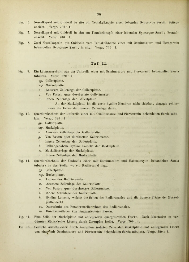 Fig. 6. Nesselkapsel mit Cnidocil in situ am Tentakelknopl'e einer lebenden Syncoryne Sarsii; Seiten- ansicht. Vergr. 700 ; 1. Fig. 7. Nesselkapsel mit Cnidocil in situ am Tentakelknopfe einer lebenden Syncoryne Sarsii; Frontal- ansicht. Vergr. 700 : 1. Fig. 8. Zwei Nesselkapseln mit Cnidocils vom Tentakelknopfe einer mit Osmiumsäure und Picrocarmin behandelten Syncoryne Sarsii, in situ. Vergr. 700 ; I. Taf. II. Fig. 9. Fig. I 0. Fig. M. Fig. 12. Fig. 13. Ein Längsausschnitt aus der Umbrella einer mit Osmiumsäure und Picrocarmin behandelten Sarsia tubulosa. Vergr. 320 : 1. gp. Gallertplatte. mp. Muskelplatte. 0. Aeussere Zellenlage der Gallertplatte. (j. Von Fasern quer durchsetzte Gallertmasse. (. Innere Zellenlage der Gallertplatte. An der Muskelplatte ist die zarte hyaline Membran nicht sichtbar, dagegen schim- mern die Kerne der inneren Zelleniage durch. Querdurchschnitt der Umbrella einer mit Osmiumsäure und Picrocarmin behandelten Sarsia tubu- losa. Vergr. 320 : \. gp. Gallertplatte. mp. Muskelplatte. a. Aeussere Zellenlage der Gallertplatte. g. Von Fasern quer durchsetzte Gallertmasse. 1. Innere Zellenlage der Gallertplatte. h. Halbabgehobene hyaline Lamelle der Muskelplatte. m. Muskelfaserlage der Muskelplatte. 5. Innere Zellenlage der Muskelplatte. Querdurchschnitt der Umbrella einer mit Osmiumsäure und Haematoxylin behandelten Sarsia tubulosa an der Stelle, wo ein Radiärcanal liegt. gp. Gallerlplatte. mp. Muskelplattc. rc. Lumen des Radiärcanales. a. Aeussere Zellenlage der Gallertplatte. g. Von Fasern quer durchsetzte Gallertmasse. i. Innere Zellenlage der Gallertplatte. h. Hyaline Lamelle, welche die Seiten des Radiärcanales und die äussere Fläche der Muskel- platte deckt. en. Querschnitt des Entodermzellenrohres des Radiärcanales. Im. Durchschnittener Zug längsgerichteter Fasern. Eine Zelle der Muskelplatte mit anliegenden quergestreiften Fasern. Nach Maceration in ver- dünnter MüLLER’scher Lösung durch Zerzupfen isolirt. Vergr. 700 ; 1. Seitliche Ansicht einer durch Zerzupfen isolirten Zelle der Muskelplatte mit anliegenden Fasern von einer^mit Osmiumsäure und Picrocarmin behandelten Sarsia tubulosa. Vergr. 320 ; I.