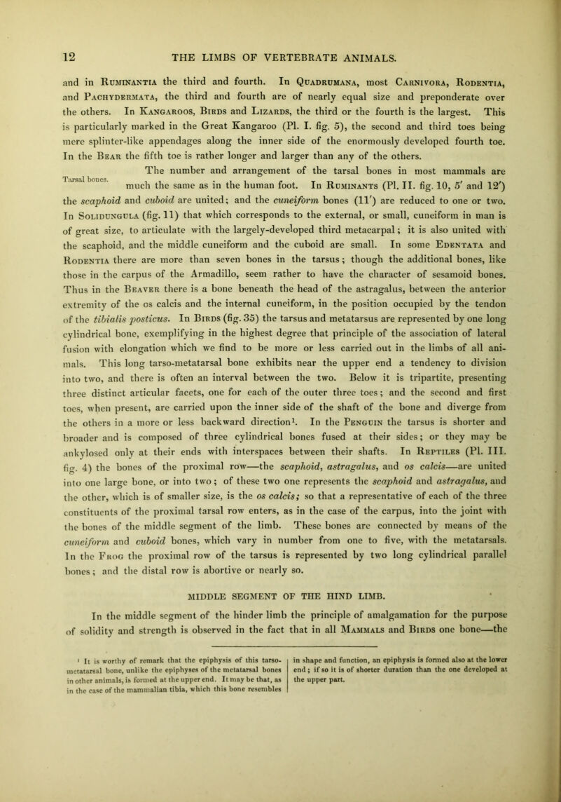 and in Ruminantia the third and fourth. In Quadrumana, most Carnivora, Rodentia, and Pachydermata, the third and fourth are of nearly equal size and preponderate over the others. In Kangaroos, Birds and Lizards, the third or the fourth is the largest. This is particularly marked in the Great Kangaroo (PI. I. fig. 5), the second and third toes being mere splinter-like appendages along the inner side of the enormously developed fourth toe. In the Bear the fifth toe is rather longer and larger than any of the others. The number and arrangement of the tarsal bones in most mammals are Tiirsal bones. much the same as in the human foot. In Ruminants (PI. II. fig. 10, 5' and 12') the scaphoid and cuboid are united; and the cuneiform bones (11) are reduced to one or two. In Solidungula (fig. 11) that which corresponds to the external, or small, cuneiform in man is of great size, to articulate with the largely-developed third metacarpal; it is also united with the scaphoid, and the middle cuneiform and the cuboid are small. In some Edentata and Rodentia there are more than seven bones in the tarsus; though the additional bones, like those in the carpus of the Armadillo, seem rather to have the character of sesamoid bones. Thus in the Beaver there is a bone beneath the head of the astragalus, between the anterior extremity of the os calcis and the internal cuneiform, in the position occupied by the tendon of the tibialis posticus. In Birds (fig. 35) the tarsus and metatarsus are represented by one long cylindrical bone, exemplifying in the highest degree that principle of the association of lateral fusion with elongation which we find to be more or less carried out in the limbs of all ani- mals. This long tarso-metatarsal bone exhibits near the upper end a tendency to division into two, and there is often an interval between the two. Below it is tripartite, presenting three distinct articular facets, one for each of the outer three toes; and the second and first toes, when present, are carried upon the inner side of the shaft of the bone and diverge from the others in a more or less backward direction1. In the Penguin the tarsus is shorter and broader and is composed of three cylindrical bones fused at their sides; or they may be ankylosed only at their ends with interspaces between their shafts. In Reptiles (PI. III. fig. 4) the bones of the proximal row—the scaphoid, astragalus, and os calcis—are united into one large bone, or into two; of these two one represents the scaphoid and astragalus, and the other, which is of smaller size, is the os calcis; so that a representative of each of the three constituents of the proximal tarsal row enters, as in the case of the carpus, into the joint with the bones of the middle segment of the limb. These bones are connected by means of the cuneiform and cuboid bones, which vary in number from one to five, with the metatarsals. In the Frog the proximal row of the tarsus is represented by two long cylindrical parallel bones; and the distal row is abortive or nearly so. MIDDLE SEGMENT OF THE HIND LIMB. In the middle segment of the hinder limb the principle of amalgamation for the purpose of solidity and strength is observed in the fact that in all Mammals and Birds one bone—the 1 It is worthy of remark that the epiphysis of this tarso- metatarsal bone, unlike the epiphyses of the metatarsal bones in other animals, is formed at the upper end. It may be that, as in the case of the mammalian tibia, which this bone resembles in shape and function, an epiphysis is formed also at the lower end; if so it is of shorter duration than the one developed at the upper part.