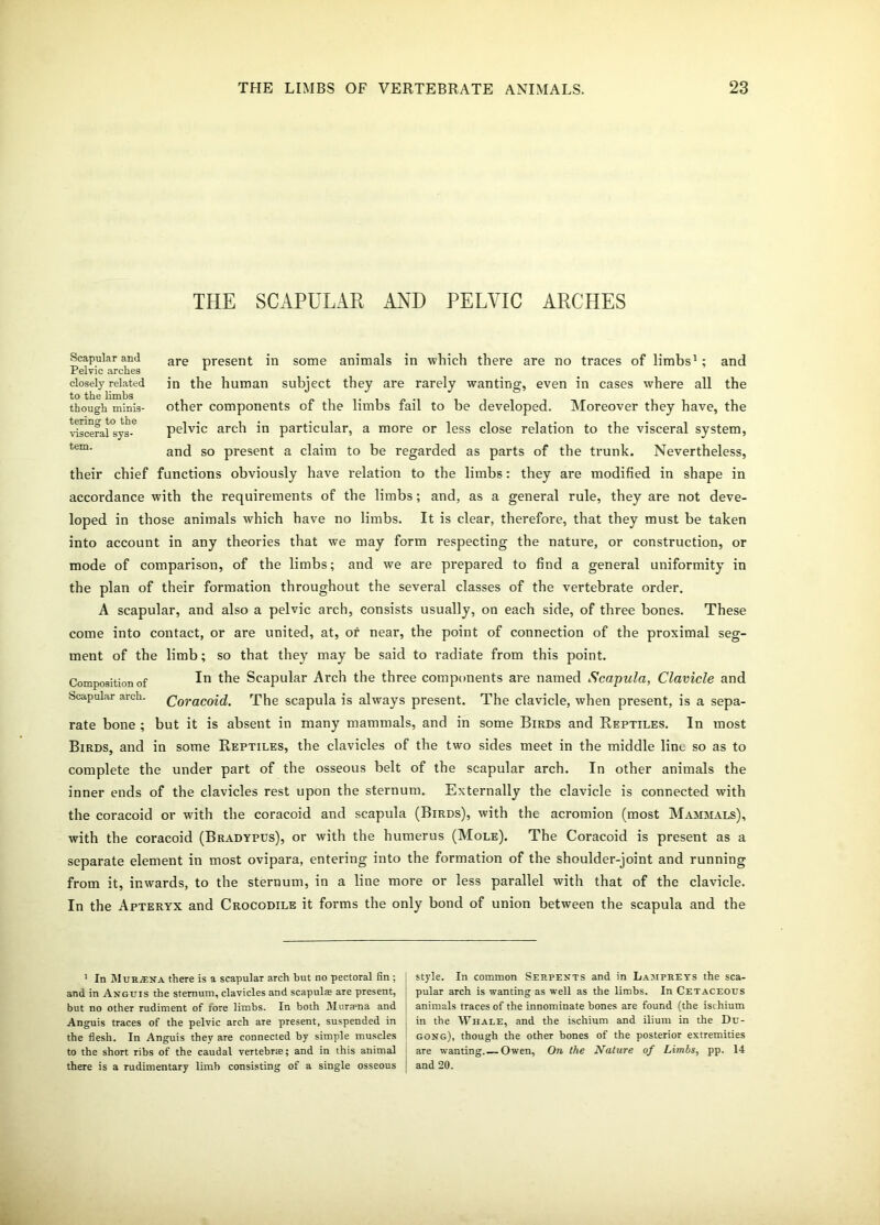 THE SCAPULAR AND PELVIC ARCHES Scapular and Pelvic arches closely related to the limbs though minis- tering to the visceral sys- tem. are present in some animals in -which there are no traces of limbs1 ; and in the human subject they are rarely wanting, even in cases where all the other components of the limbs fail to be developed. Moreover they have, the pelvic arch in particular, a more or less close relation to the visceral system, and so present a claim to be regarded as parts of the trunk. Nevertheless, their chief functions obviously have l-elation to the limbs: they are modified in shape in accordance with the requirements of the limbs; and, as a general rule, they are not deve- loped in those animals which have no limbs. It is clear, therefore, that they must be taken into account in any theories that we may form respecting the nature, or construction, or mode of comparison, of the limbs; and we are prepared to find a general uniformity in the plan of their formation throughout the several classes of the vertebrate order. A scapular, and also a pelvic arch, consists usually, on each side, of three bones. These come into contact, or are united, at, or near, the point of connection of the proximal seg- ment of the limb; so that they may be said to radiate from this point. Composition of In ^ Scapular Arch the three components are named Scapula, Clavicle and Scapular arch. Coracoid. The scapula is always present. The clavicle, when present, is a sepa- rate bone; but it is absent in many mammals, and in some Birds and Reptiles. In most Birds, and in some Reptiles, the clavicles of the two sides meet in the middle line so as to complete the under part of the osseous belt of the scapular arch. In other animals the inner ends of the clavicles rest upon the sternum. Externally the clavicle is connected with the coracoid or with the coracoid and scapula (Birds), with the acromion (most Mammals), with the coracoid (Bradypus), or with the humerus (Mole). The Coracoid is present as a separate element in most ovipara, entering into the formation of the shoulder-joint and running from it, inwards, to the sternum, in a line more or less parallel with that of the clavicle. In the Apteryx and Crocodile it forms the only bond of union between the scapula and the 1 In Murana there is a scapular arch but no pectoral fin ; and in Anguis the sternum, clavicles and scapulas are present, but no other rudiment of fore limbs. In both Muraena and Anguis traces of the pelvic arch aTe present, suspended in the flesh. In Anguis they are connected by simple muscles to the short ribs of the caudal vertebra:; and in this animal there is a rudimentary limb consisting of a single osseous style. In common Serpents and in Lampreys the sca- pular arch is wanting as well as the limbs. In Cetaceous animals traces of the innominate bones are found (the ischium in the Whale, and the ischium and ilium in the Du- gong), though the other bones of the posterior extremities are wanting.— Owen, On the Nature of Limbs, pp. 14 and 20.