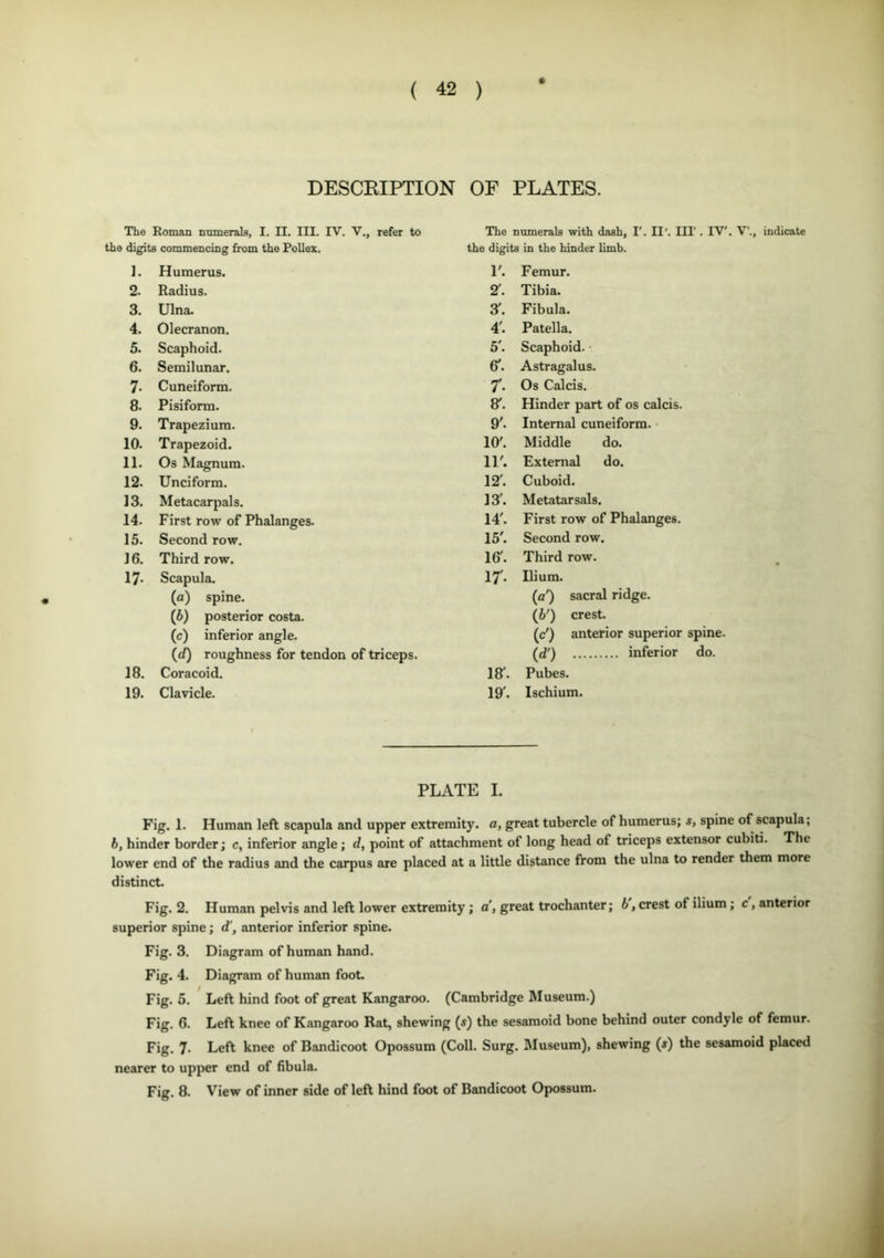 # DESCRIPTION OF PLATES. The Roman numerals, I. II. III. IV. V., refer to the digits commencing from the Pollex. ]. Humerus. 2. Radius. 3. Ulna. 4. Olecranon. 5. Scaphoid. 6. Semilunar. 7. Cuneiform. 8. Pisiform. 9. Trapezium. 10. Trapezoid. 11. Os Magnum. 12. Unciform. 13. Metacarpals. 14. First row of Phalanges. 15. Second row. 16. Third row. 17- Scapula. (a) spine. (5) posterior costa. (c) inferior angle. (d) roughness for tendon of triceps. 18. Coracoid. 19. Clavicle. The numerals with dash, I'. II'. Ill'. IV'. V’., indicate the digits 1 in the hinder limb. 1'. Femur. 2'. Tibia. X. Fibula. 4'. Patella. 5'. Scaphoid. ■ 6'. Astragalus. 7• Os Calcis. X. Hinder part of os calcis. 9'. Internal cuneiform. 10'. Middle do. 11'. External do. 12'. Cuboid. 13'. Metatarsals. 14'. First row of Phalanges. 15'. Second row. 167. Third row. 17- Ilium. (o') sacral ridge. (6') crest. (c') anterior superior spine. (d') inferior do. IS7. Pubes. 19'. Ischium. PLATE I. Fig. 1. Human left scapula and upper extremity, a, great tubercle of humerus; s, spine of scapula; b, hinder border; c, inferior angle; d, point of attachment of long head of triceps extensor cubiti. The lower end of the radius and the carpus are placed at a little distance from the ulna to render them more distinct. Fig. 2. Human pelvis and left lower extremity; a, great trochanter; 6, crest of ilium ; c, anterior superior spine; d', anterior inferior spine. Fig. 3. Diagram of human hand. Fig. 4. Diagram of human foot. Fig. 5. Left hind foot of great Kangaroo. (Cambridge Museum.) Fig. 6. Left knee of Kangaroo Rat, shewing ($) the sesamoid bone behind outer condyle of femur. Fig. 7. Left knee of Bandicoot Opossum (Coll. Surg. Museum), shewing (s) the sesamoid placed nearer to upper end of fibula. Fig. 8. View of inner side of left hind foot of Bandicoot Opossum.