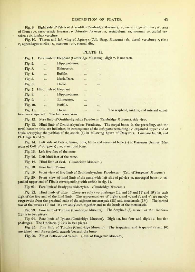 Fig. 9. Right side of Pelvis of Armadillo (Cambridge Museum); a, sacral ridge of ilium ; b\ crest of ilium; sc, sacro-sciatic forearm; o, obturator foramen; a, acetabulum; sa, sacrum; cv, caudal ver- tebrae; Iv, lumbar vertebrae. Fig. 10. Thorax and left wing of Apteryx (Coll. Surg. Museum); dv, dorsal vertebrae; r, ribs; ra, appendages to ribs; st, sternum; sir, sternal ribs. PLATE II. Fig. L Fore limb of Elephant (Caml Fig. 2. Hippopotamus. Fig. 3. Rhinoceros. Fig. 4. ... Buffalo. Fig. 5. ... Musk-Deer. Fig. 6. Horse. Fig. 7- Hind limb of Elephant. Fig. 8. Hippopotamus. Fig. 9. Rhinoceros. Fig. 10. Buffalo. Fig. 11. ... Horse. form are conjoined. The last is not seen. The scaphoid, middle, and internal cunei- Fig. 12. Fore limb of Ornithorhynchus Paradoxus (Cambridge Museum), side view. Fig. 13. Hind limb of Ornithorhynchus Paradoxus. The carpal bones in the preceding, and the tarsal bones in this, are indistinct, in consequence of the soft parts remaining; s, expanded upper end of fibula occupying the position of the ossicle (s) in following figure of Dasyurus. Compare fig. 20, and PI. I. figs. 6 and 7- Fig. 14. Left side of Pelvis, femur, tibia, fibula and sesamoid bone (s) of Dasyurus Ursinus (Mu- seum of Coll, of Surgeons); m, marsupial bone. Fig. 15. Left fore foot of the same. Fig. 16. Left hind foot of the same. Fig. 17. Hind limb of Seal. (Cambridge Museum.) Fig. 18. Fore limb of same. Fig. 19. Front view of fore limb of Ornithorhynchus Paradoxus. (Coll, of Surgeons’ Museum.) Fig. 20. Front view of hind limb of the same with left side of pelvis; m, marsupial bone ; s, ex- panded upper end of Fibula corresponding with ossicle in fig. 14. Fig. 21. Fore limb of Bradypus tridactylus. (Cambridge Museum.) Fig. 22. Hind limb of ditto. There are only two phalanges (14 and 16 and 14' and 16') in each digit of the fore and of the hind limb. The representatives of digits 1. and v. and 1'. and v'. are merely outgrowths from the proximal ends of the adjacent metacarpals (13) and metatarsals (13'). The second row of the tarsus (11' and 12') are ankylosed together and to the heads of the metatarsals. Fig. 23. Fore limb of Tortoise (Cambridge Museum). The Scaphoid (5) as well as the Unciform (12) is in two pieces. Fig. 24. Fore limb of Iguana (Cambridge Museum). Digit in. has four and digit iv. has five phalanges. The Unciform (12) is in two pieces. Fig. 25. Fore limb of Tortoise (Cambridge Museum). The trapezium and trapezoid (9 and 10) are joined, and the scaphoid extends beneath the lunar. Fig. 26. Fin of Bottle-nosed Whale. (Coll, of Surgeons’ Museum.)
