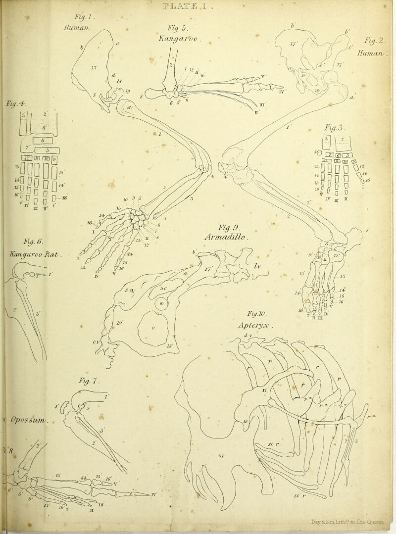 PLATE .1 ,