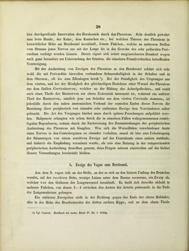 liier durchgreifende Innervation des Herzbeutels durch den Phrenicus. Sein* deutlich gewahrt man heim Hunde, der Katze, dem Kaninchen etc., bei welchen Thieren der Phrenicus in beträchtlicher Höhe am Herzbeutel herabläuft, feinste Fädchen, welche an mehreren Stellen vom Stamme jenes Nerven aus mit der Loupe bis in das Gewebe des sehr pelluciden Peri- cardium verfolgt werden können. Dieses eignet sich seiner ausgezeichneten Dünnheit wegen auch ganz besonders zur Untersuchung der feinsten, die einzelnen Primitivröhrchen betreffenden Verzweigung. Mit der Ausbreitung von Zweigen des Phrenicus in den Herzbeutel erklärt sich sehr wohl die mit Pericarditis bisweilen verbundene Schmerzhaftigkeit in der Schulter und in dem Oberarm, oft bis zum Ellenbogen herab *). Bei der Ständigkeit des Ursprunges aus dem vierten, und bei der Häufigkeit des gleichzeitigen Bestehens einer Wurzel des Phrenicus aus dem fünften Cervicalnerven, welcher an der Bildung des Achselgeflechtes, und somit auch eines Theils der Hautnerven zur obern Extremität interessirt ist, während ein anderer Tlieil der Hautnerven, nämlich jene zur Schulter aus dem vierten Cervicalis stammen, ist jedenfalls durch den nahen anatomischen Verband der centralen Enden dieser Nerven die Beziehung ihrer peripherisch von einander sehr entfernten Zweige dem Verständnisse näher gebracht. Die Art des Vorganges hierbei muss durch spätere Forschungen aufgeklärt wer- den. Ilaltpuncle erlangten wir schon durch die in einzelnen Fällen wahrgenommenen centri- fugalen Bogenfasern, sodann durch die Nachweisung des Zusammenhanges der peripherischen Ausbreitung des Phrenicus mit Ganglien. Wie sich die Wurzelfäden verschiedener Aeste eines Nerven in den Cenlralorganen zu einander verhalten, zumal ob hier eine Ueberlragung der Stimmungen von einem sensitiven Zweige auf das Centralende eines andern stattfinde, und dadurch die Empfindung veranlasst werde, als seie eine Reizung in der entsprechenden peripherischen Ausbreitung desselben gesetzt, diese Fragen müssen einstweilen auf das Gebiet blosser Vermulhungen beschränkt bleiben. b. Zweige des Vagus zum Herzbeutel. Aus dem N. vagus tritt an der Stelle, an der er sich an den hintern Umfang des Bronchus wendet, auf der rechten Seite, wenige Linien unter dem Ramus recurrens, ein Zweig ah, welcher vor den Gefässen der Lnngenwurzel herabläuft. Es tlieilt sich derselbe alsbald in mehrere Fädchen, von denen 3—4 zwischen den Aesten der Arteria pulmonalis in die Tiefe der Lungensubslanz gelangen. Ein stärkeres Zweigehen zieht in der Richtung gegen das Ende der obern Ilohlader, also in der Höhe des Brustbeinendes der dritten rechten Rippe, und zu dem obern Theile 1) Vgl. Canstatt. Handbuch der niedic. Klinik IV. Bd. 1. Ablhlg.