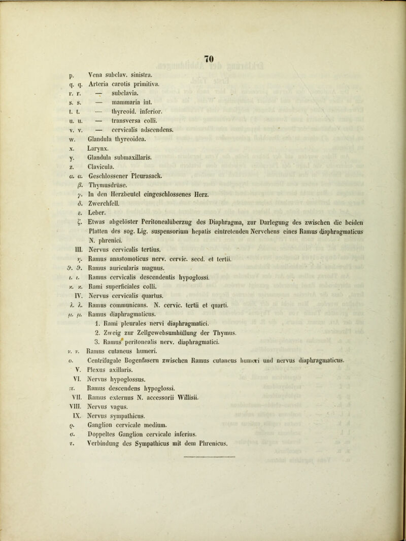 p- q. q. r. r. s. s. t. t. u. u. V. V. w. X. y- z. a. a. ß- 7• ö. C. £• m. »;• /. /. IV. A. A. v. 0. V. VI. ?r. VII. VIII. IX. <>• a. t. Vena subclav. sinistra. Arteria carotis primitiva. — subclavia. — mammaria int. — thyreoid. inferior. — transversa colli. — cervicalis adscendens. Glandula thyreoidea. Larynx. Glandula submaxillaris. Clavicula. Geschlossener Pleurasack. Thymusdrüse. In den Herzbeutel eingeschlossenes Herz, Zwerchfell. Leber. Etwas abgelöster Peritonealüberzug des Diaphragma, zur Darlegung des zwischen die beiden Platten des sog. Lig. Suspensorium hepatis eintretenden Nervchens eines Ramus diaphragmaticus N. phrenici. Nervus cervicalis tertius. Ramus anastomoticus nerv, cervic. secd. et tertii. Ramus auricularis magnus. Ramus cervicalis descendentis hypoglossi. Rami superficiales colli. Nervus cervicalis quartus. Ramus communicans. N. cervic. tertii et quarti. Ramus diaphragmaticus. 1. Rami pleurales nervi diaphragmatici. 2. Zweig zur Zellgewebsumhüllung der Thymus. 3. Ramus peritonealis nerv, diaphragmatici. Ramus cutaneus humeri. Cenlrifugale Bogenfasern zwischen Ramus cutaneus humeri und nervus diaphragmaticus. Plexus axillaris. Nervus hypoglossus. Ramus descendens hypoglossi. Ramus externus N. accessorii Willisii. Nervus vagus. Nervus sympathicus. Ganglion cervicale medium. Doppeltes Ganglion cervicale inferius. Verbindung des Sympathicus mit dem Phrenicus.
