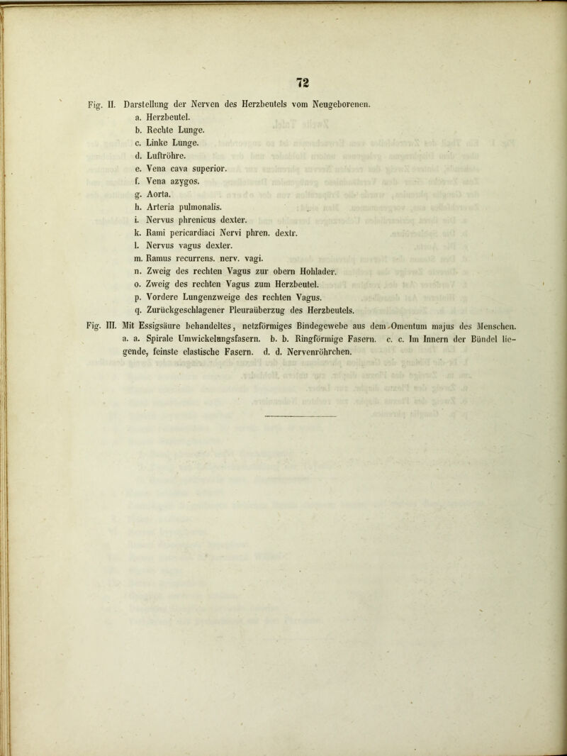 Fig. II. Darstellung der Nerven des Herzbeutels vom Neugeborenen. a. Herzbeutel. b. Rechte Lunge. c. Linke Lunge. d. Luftröhre. e. Vena cava superior. f. Vena azygos. g. Aorta. h. Arteria pulmonalis. i. Nervus phrenicus dexter. k. Rami pericardiaci Nervi phren. dextr. l. Nervus vagus dexter. m. Ramus recurrens, nerv. vagi. n. Zweig des rechten Vagus zur obern Hohlader. o. Zweig des rechten Vagus zum Herzbeutel. p. Vordere Lungenzweige des rechten Vagus. cp Zurückgeschlagener Pleuraüberzug des Herzbeutels. Fig. III. Mit Essigsäure behandeltes, netzförmiges Bindegewebe aus dem Omentum majus des Menschen, a. a. Spirale Umwickelungsfasern, b. b. Ringförmige Fasern, c. c. Im Innern der Bündel lie- gende, feinste elastische Fasern, d. d. Nervenröhrchen.