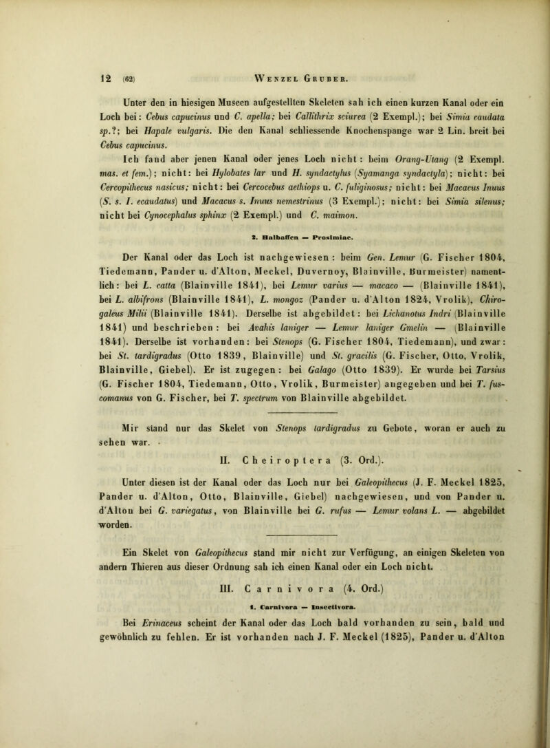 Unter den in hiesigen Museen aufgestellten Skeleten sah ich einen kurzen Kanal oder ein Loch hei: Cebus capuctnus und C. apella; bei CaUiihrix sciurea (2 Exempl.); hei Stmia caudata sp.V, hei Hapale vulgaris. Die den Kanal schliessende Knochenspange war 2 Lin. breit bei Cebus capuctnus. Ich fand aber jenen Kanal oder jenes Loch nicht : beim Orang-Utang (2 Exempl. mas. et fern.); nicht: bei Hylobates lar und H. syndactylus [Syamanga syndactyla); nicht: bei Cercopithecus nasicus; nicht: bei Cercocebus aethiops u. C. fuliginosus; nicht: bei Macacus Inuus [S. s. /. ecaudatus) und Macacus s. Inuus nemestrinus (3 Exempl.); nicht: bei Simia silenus; nicht bei Cynocephalus sphinx (2 Exempl.) und C. maimon. t. HalbafTcn — Proslmiae. Der Kanal oder das Loch ist nachgewiesen: beim Gen. Lemur (G. Fischer 1804, Tiedemann, Pander u. d’Alton, Meckel, Duvernoy, Blainville, Burmeister) nament- lich: bei L. catta (Blainville 1841), bei Lemur varius — macaco — (Blainville 1841), bei L. albifrons (Blainville 1841), L. mongoz (Pander u. d’Alton 1824, Vrolik), Chiro- ga/ews A/iYjV (Blainville 1841). Derselbe ist abgebildet: hei Lichanotus Indri {B\a\n\i\\e 1841) und beschrieben : bei Avahis laniger — Lemur laniger Gmelin — (Blainville 1841). Derselbe ist vorhanden: bei Stenops (G. Fischer 1804, Tiedemann), und zwar: bei St. tardigradus (Otto 1839, Blainville) und St. gracilis (G. Fischer, Otto, Vrolik, Blainville, Giebel). Er ist zugegen: bei Galago (Otto 1839). Er wurde bei Tarsius (G. Fischer 1804, Tiedemann, Otto, Vrolik, Burmeister) angegeben und bei T. fus- comanus von G. Fischer, bei T. spectrum von Blainville abgebildet. Mir stand nur das Skelet von Stenops tardigradus zu Gebote, woran er auch zu sehen war. • II. C h e i r o p t e r a (3. Ord.). Unter diesen ist der Kanal oder das Loch nur bei Galeoptlhecus (J. F. Meckel 1825, Pander u. d’Alton, Otto, Blainville, Giebel) nachgewiesen, und von Pander u. d'Altou bei G. variegatus, von Blainville bei G. rufus — Lemur volans L. — abgebildet worden. Ein Skelet von Galeopithecus stand mir nicht zur Verfügung, an einigen Skeleten von andern Thieren aus dieser Ordnung sah ich einen Kanal oder ein Loch nicht. III. Carnivora (4. Ord.) 1. Carnivora — Inscctlvora. Bei Erinaceus scheint der Kanal oder das Loch bald vorhanden zu sein, bald und gewöhnlich zu fehlen. Er ist vorhanden nach J. F. Meckel (1825), Pander u. d’Alton