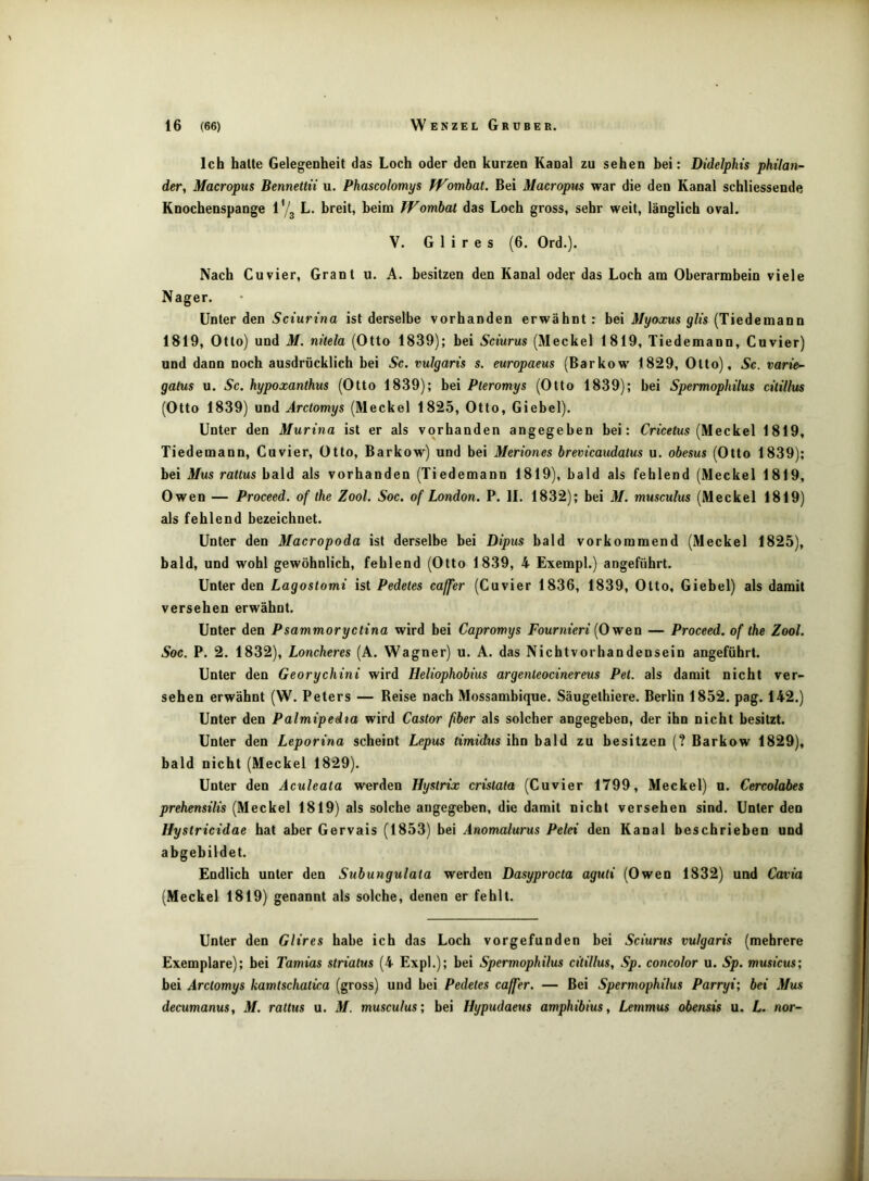 Ich halte Gelegenheit das Loch oder den kurzen Kanal zu sehen bei: Didelplns phtlan- der, Macropus Bennettn u. Phascolomys fVombat. Bei Macropus war die den Kanal schliessende Knochenspange L. breit, beim fVomhat das Loch gross, sehr weit, länglich oval. V. G 1 i r e s (6. Ord.). Nach Cuvier, Grant u. A. besitzen den Kanal oder das Loch am Oberarmbein viele Nager. Unter den Sciurina ist derselbe vorhanden erwähnt: bei Myoccus glis (Tiedemann 1819, Otto) und M. nhela (Otto 1839); bei Scturus (Meckel 1819, Tiedemann, Cuvier) und dann noch ausdrücklich bei Sc. vulgaris s. europaeus (Barkow' 1829, Otto), Sc. varie- galus u. Sc. hypoxanthus (Otto 1839); bei Pleromys (Otto 1839); hei Spermophilus ciiillus (Otto 1839) und Ärctomys (Meckel 1825, Otto, Giebel). Unter den Murina ist er als vorhanden angegeben bei: Cn‘c«(us (Meckel 1819, Tiedemann, Cuvier, Otto, Barkow) und bei Meriones brevicaudatus u. obesus (Otto 1839); bei Mus ratlus bald als vorhanden (Tiedemann 1819), bald als fehlend (Meckel 1819, Owen — Proceed. of the Zool. Soc. of London. P. II. 1832); bei M. musculus (Meckel 1819) als fehlend bezeichnet. Unter den Macropoda ist derselbe bei Bipus bald vorkommend (Meckel 1825), bald, und wohl gewöhnlich, fehlend (Otto 1839, 4 Exempl.) angeführt. Unter den Lagoslomi ist Pedetes caffer (Cuvier 1836, 1839, Otto, Giebel) als damit versehen erwähnt. Unter den Psamvnoryctina wird bei Capromys Fournteri [Owen — Proceed. of the Zool. Soc. P. 2. 1832), Loncheres (A. Wagner) u. A. das Nichtvorhandensein angeführt. Unter den Georychint wird Heliophobius argenteocinereus Pet. als damit nicht ver- sehen erwähnt (W. Peters — Reise nach Mossambique. Säugethiere. Berlin 1852. pag. 142.) Unter den Palmipedta wird Castor fiber als solcher angegeben, der ihn nicht besitzt. Unter den Leporina scheint Lepus timidus ihn bald zu besitzen (? Barkow 1829), bald nicht (Meckel 1829). Unter den Aculeata werden Hystrix cristata (Cuvier 1799, Meckel) u. Cercolabes prehensiUs (Meckel 1819) als solche angegeben, die damit nicht versehen sind. Unter den Hystricidae hat aber Gervais (1853) bei Anomalurus Pelet den Kanal beschrieben und abgebildet. Endlich unter den Subungulala werden Dasyprocta aguti (Owen 1832) und Cavia (Meckel 1819) genannt als solche, denen er fehlt. Unter den Glires habe ich das Loch vorgefunden bei Sciunis vulgaris (mehrere Exemplare); bei Tamias strialus (4 Expl.); bei Spermophilus citillus, Sp. concolor u. Sp. musicus; bei Ärctomys kamtschatica (gross) und bei Pedetes caffer. — Bei Spermophilus Parryi; bei Mus decumanuSy M. rattus u. M. musculus; bei Hypudaeus amphibius, Lemmus obensis u. L. nor-