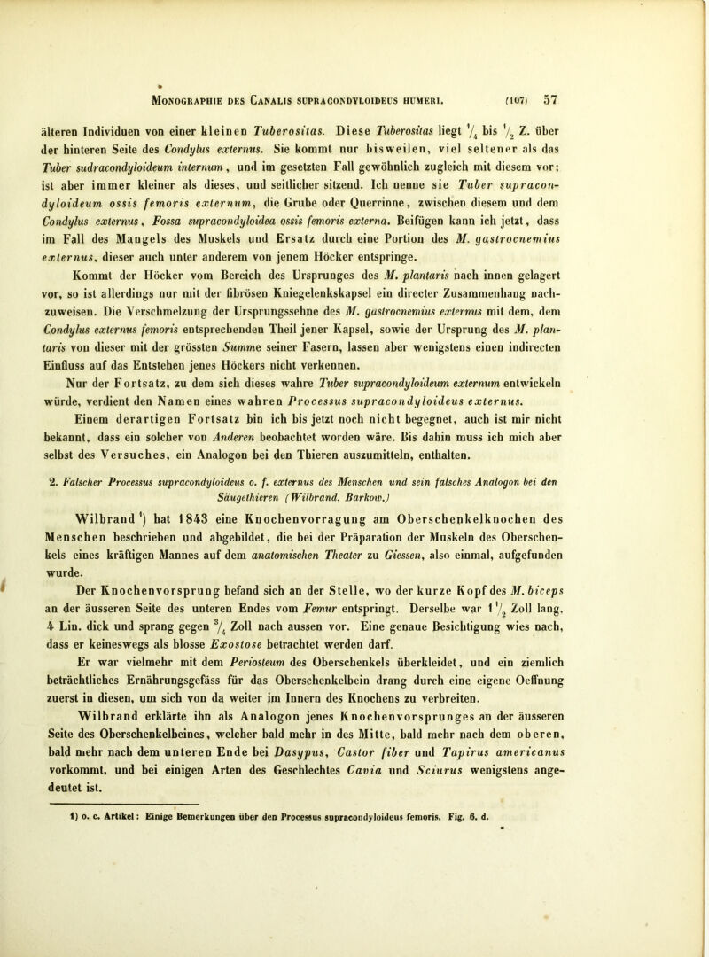 älteren Individuen von einer kleinen Tuberositas. Diese Tuberositas liegt bis Z. über der hinteren Seite des Condylus externus. Sie kommt nur bisweilen, viel seltener als das Tuber sudracondyloideum internum, und im gesetzten Fall gewöhnlich zugleich mit diesem vor; ist aber immer kleiner als dieses, und seitlicher sitzend. Ich nenne sie Tuber supracon- dyloideum ossis femoris externum, die Grube oder Querrinne, zwischen diesem und dem Condylus externus, Fossa supracondyloidea ossis femoris externa. Beifügen kann ich jetzt, dass im Fall des Mangels des Muskels und Ersatz durch eine Portion des M. gastrocnemius externus. dieser auch unter anderem von jenem Höcker entspringe. Kommt der Höcker vom Bereich des Ursprunges des M. plantaris nach innen gelagert vor, so ist allerdings nur mit der fibrösen Kniegelenkskapsel ein directer Zusammenhang nach- zuweisen. Die Verschmelzung der ürsprungssehne des M. gastrocnemius externus mit dem, dem Condylus externus femoris entsprechenden Theil jener Kapsel, sowie der Ursprung des M. plan- taris von dieser mit der grössten Summe seiner Fasern, lassen aber wenigstens einen indirecten Einfluss auf das Entstehen jenes Höckers nicht verkennen. Nor der Fortsatz, zu dem sich dieses wahre Tuber supracondyloideum externum entwickeln würde, verdient den Namen eines wahren Processus süpracondyloideüs externus. Einem derartigen Fortsatz bin ich bis jetzt noch nicht begegnet, auch ist mir nicht bekannt, dass ein solcher von Anderen beobachtet worden wäre. Bis dahin muss ich mich aber selbst des Versuches, ein Analogon bei den Thieren auszumitteln, enthalten. 2. Falscher Processus süpracondyloideüs o. f. externus des Menschen und sein falsches Analogon hei den Säugethieren (Wilbrand, Barkow.) Wilbrand’) hat 1843 eine Knochenvorragung am Oberschenkelknochen des Menschen beschrieben und abgebildet, die bei der Präparation der Muskeln des Oberschen- kels eines kräftigen Mannes auf dem anatomischen Theater zu Giessen, also einmal, aufgefunden wurde. Der Knochenvorsprung befand sich an der Stelle, wo der kurze Kopf des M. biceps an der äusseren Seite des unteren Endes vom Femur entspringt. Derselbe war 1 V, Zoll lang, 4 Lin. dick und sprang gegen Zoll nach aussen vor. Eine genaue Besichtigung wies nach, dass er keineswegs als blosse Exostose betrachtet werden darf. Er war vielmehr mit dem Periosteum des Oberschenkels überkleidet, und ein ziemlich beträchtliches Ernährungsgefäss für das Oberschenkelbein drang durch eine eigene Oeffnung zuerst in diesen, um sich von da weiter im Innern des Knochens zu verbreiten. Wilbrand erklärte ihn als Analogon jenes Knochenvorsprunges an der äusseren Seite des Oberschenkelbeines, welcher bald mehr in des Mitte, bald mehr nach dem oberen, bald mehr nach dem unteren Ende bei Dasypus, Castor fiber und Tapirus americanus vorkommt, und bei einigen Arten des Geschlechtes Cavia und Sciurus wenigstens ange- deutet ist. 1) o. c. Artikel: Einige Bemerkungen über den Proceseus süpracondyloideüs femoris. Fig. 6. d.