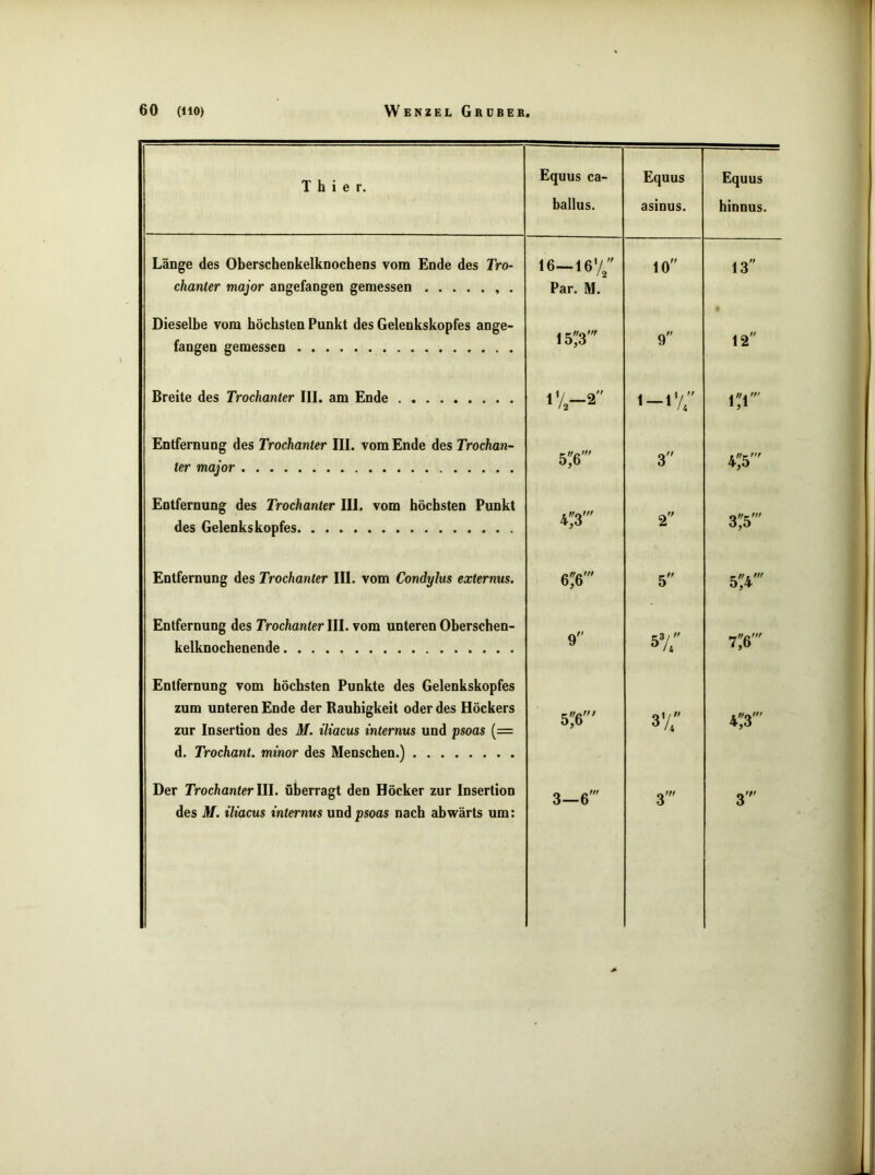 Thier. Equus ca- ballus. Equus asinus. Equus binnus. Länge des OberschenkelkDocheDs vom Ende des Tro~ 16—16% 10 13 chanter major angefangen gemessen . Dieselbe vom höchsten Punkt des Gelenkskopfes ange- fangen gemessen Par. M. 153' 9 12 Breite des Trochanter III. am Ende lV-2 1-iv; 1:1' Entfernung des Trochanter III. vom Ende des Trochan- ter major 5;'6' 3 O' Entfernung des Trochanter III. vom höchsten Punkt des Gelenks kopfes 4;'3' 2 3;'5' Entfernung des Trochanter III. vom Condylus externus. 66' 5 Entfernung des Trochanter III. vom unteren Oberschen- kelknochenende 9 57; 7;'6' Entfernung vom höchsten Punkte des Gelenkskopfes zum unteren Ende der Rauhigkeit oder des Höckers 5;'6' 3v; 43' zur Insertion des M. iliacus internus und psoas {= d. Trochant. minor des Menschen.) Der Trochanter lU. überragt den Höcker zur Insertion 3—6' 3' des M. iliacus internus und psoas nach abwärts um: V*