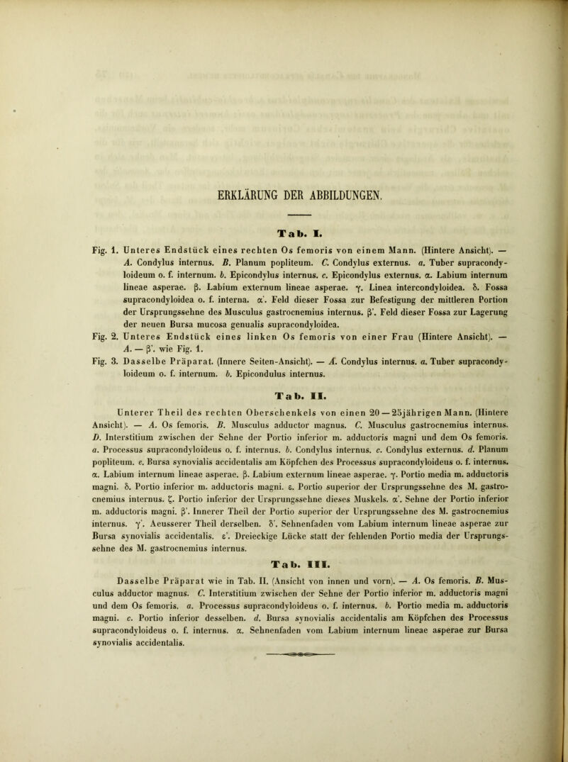 ERKLÄRUNG DER ABBILDUNGEN. Tab. I. Fig. 1. Unteres Endstück eines rechten Os femoris von einem Mann. (Hintere Ansicht). — A. Condylus internus. B. Planum popliteum. C. Condylus externus. a. Tuher supracondy- loideum o. f. internum. b. Epicondylus internus, c. Epicondylus externus. a. Labium internum lineae asperae. ß. Labium externum lineae asperae. y. Linea intercondyloidea. 8. Fossa supracondyloidea o. f. interna, a. Feld dieser Fossa zur Befestigung der mittleren Portion der Ursprungssehne des Musculus gastrocnemius internus, ß’. Feld dieser Fossa zur Lagerung der neuen Bursa mucosa genualis supracondyloidea. Fig. 2. Unteres Endstück eines linken Os femoris von einer Frau (Hintere Ansicht). — A. — ß’. wie Fig. 1. Fig. 3. Dasselbe Präparat. (Innere Seiten-Ansicht). — A. Condylus internus, a. Tuber supracondy- loideum o. f. internum. b. Epicondulus internus. Tab. II. Unterer Theil des rechten Oberschenkels von einen 20 — 23jährigen Mann. (Hintere Ansicht). — A. Os femoris. B. Musculus adductor magnus. C. Musculus gastrocnemius internus. Z). Interstitium zwischen der Sehne der Portio inferior m. adductoris magni und dem Os femoris. a. Processus supi’acondyloideus o. f. internus, b. Condylus internus, c. Condylus externus. d. Planum popliteum. e. Bursa synovialis accidentalis am Köpfchen des Processus supracondyloideus o. f. internus. a. Labium internum lineae asperae. ß. Labium externum lineae asperae. y. Portio media m. adductoris magni. 8. Portio inferior m. adductoris magni. e. Portio superior der Ursprungssehne des M. gastro- cnemius internus. Portio infei'ior der Ursprungssehne dieses Muskels, a’. Sehne der Portio inferior m. adductoris magni. ß’. Innerer Theil der Pox’tio superior der Ursprungssehne des M. gastrocnemius internus. y\ Aeusserer Theil derselben. 8’. Sehnenfaden vom Labium internum lineae asperae zur Bursa synovialis accidentalis. s’. Dreieckige Lücke statt der fehlenden Portio media der Ursprungs- sehne des M. gastrocnemius internus. Tab. III. Dasselbe Präparat wie in Tab. II. (Ansicht von innen und vorn). — A. Os femoris. B. Mus- culus adductor magnus. C. Interstitium zwischen der Sehne der Portio inferior m. adductoris magni und dem Os femoris. a. Processus supracondyloideus o. f. internus, b. Portio media m. adductoris magni. c. Portio inferior desselben, d. Bursa synovialis accidentalis am Köpfchen des Processus supracondyloideus o. f. internus, a. Sehnenfaden vom Labium internum lineae asperae zur Bursa synovialis accidentalis.