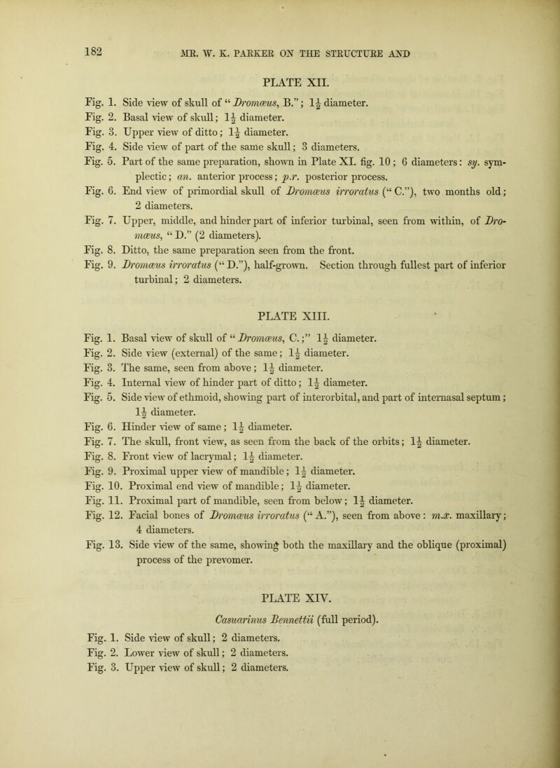 PLATE XII. Fig. 1. Side view of skull of “ Dromceus, B.”; 1^ diameter. Fig. 2. Basal view of skull; 1^ diameter. Fig. 3. Upper view of ditto; 1^ diameter. Fig. 4. Side view of part of the same skull; 3 diameters. Fig. 5. Part of the same preparation, shown in Plate XI. fig. 10; 6 diameters: sy. sym- plectic; an. anterior process; p.r. posterior process. Fig. 6. End view of primordial skull of Dromceus irroratus (“ C.”), two months old; 2 diameters. Fig. 7. Upper, middle, and hinder part of inferior turbinal, seen from within, of Dro- mceus, “ D.” (2 diameters). Fig. 8. Ditto, the same preparation seen from the front. Fig. 9. Dromceus irroratus (“ D.”), half-grown. Section through fullest part of inferior turbinal; 2 diameters. PLATE XIII. Fig. 1. Basal view of skull of “ Dromceus, C.;” 1^ diameter. Fig. 2. Side view (external) of the same; 1^ diameter. Fig. 3. The same, seen from above; 1^ diameter. Fig. 4. Internal view of hinder part of ditto; 1^ diameter. Fig. 5. Side view of ethmoid, showing part of interorbital, and part of internasal septum; 1^ diameter. Fig. 6. Hinder Hew of same ; 1^ diameter. Fig. 7. The skull, front Hew, as seen Lorn the back of the orbits; 1^ diameter. Fig. 8. Front view of lacrymal; 1^ diameter. Fig. 9. Proximal upper view of mandible; 1^ diameter. Fig. 10. Proximal end view of mandible; 1^ diameter. Fig. 11. Proximal part of mandible, seen from below; 1^ diameter. Fig. 12. Facial bones of Dromceus irroratus (“A.”), seen from above: m.x. maxillary; 4 diameters. Fig. 13. Side view of the same, showing both the maxillary and the oblique (proximal) process of the prevomer. PLATE XIV. Casuarinus Bennettii (full period). Fig. 1. Side Hew of skull; 2 diameters. Fig. 2. Lower Hew of skull; 2 diameters. Fig. 3. Upper view of skull; 2 diameters.