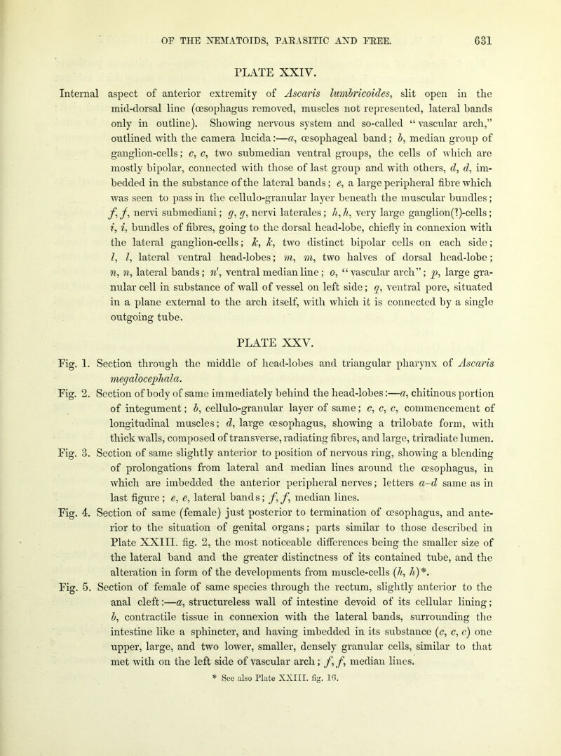 PLATE XXIV. Internal aspect of anterior extremity of Ascaris lunibricoides, slit open in the mid-dorsal line (oesophagus removed, muscles not represented, lateral bands only in outline). Showing nervous system and so-called “ vascular arch,” outlined -with the camera lucida:—a, oesophageal band; h, median group of ganglion-cells; c, c, two submedian ventral groups, the cells of which are mostly bipolar, connected with those of last group and with others, (?, d, im- bedded in the substance of the lateral bands; e, a large peripheral fibre which was seen to pass in the cellulo-granular layer beneath the muscular bundles; f, /, nervi submediani; g, g, nervi laterales; li, h, very large ganglion('?)-cells; i, i. bundles of fibres, going to the dorsal head-lobe, chiefly in connexion with the lateral ganglion-cells; k, k, two distinct bipolar cells on each side; ?, I, lateral ventral head-lobes; m, in, two halves of dorsal head-lobe; n, n, lateral bands; ii!, ventral median line; o, “vascular arch”; p, large gra- nular cell in substance of Avail of vessel on left side; q, ventral pore, situated in a plane external to the arch itself, Avith which it is connected by a single outgoing tube. PLATE XXV. Fig. 1. Section through the middle of head-lobes and triangular pharynx of Ascaris megalocejiliala. Fig. 2. Section of body of same immediately behind the head-lobes:—a, chitinous portion of integument; h, cellulo-granular layer of same; c, c, c, commencement of longitudinal muscles; d, large oesophagus, showing a trilobate form, Avith thick walls, composed of transverse, radiating fibres, and large, triradiate lumen. Fig. 3. Section of same slightly anterior to position of nervous ring, shoAving a blending of prolongations from lateral and median lines around the oesophagus, in Avhich are imbedded the anterior peripheral nerves; letters a~d same as in last figure ; e, e, lateral band s; f, f, median lines. Fig. 4. Section of same (female) just posterior to termination of oesophagus, and ante- rior to the situation of genital organs; parts similar to those described in Plate XXIII. fig. 2, the most noticeable differences being the smaller size of the lateral band and the greater distinctness of its contamed tube, and the alteration in form of the developments from muscle-cells [h, h) *. Fig. 5. Section of female of same species through the rectum, slightly anterior to the anal cleft:—a, structureless wall of intestine devoid of its cellular lining; h, contractile tissue in connexion Avith the lateral bands, surrounding the intestine like a sphincter, and having imbedded in its substance [c, c, c) one upper, large, and two lower, smaller, densely granular cells, similar to that met with on the left side of vascular arch; f, f, median lines. Sec also Plate XXIII. fig. 10.