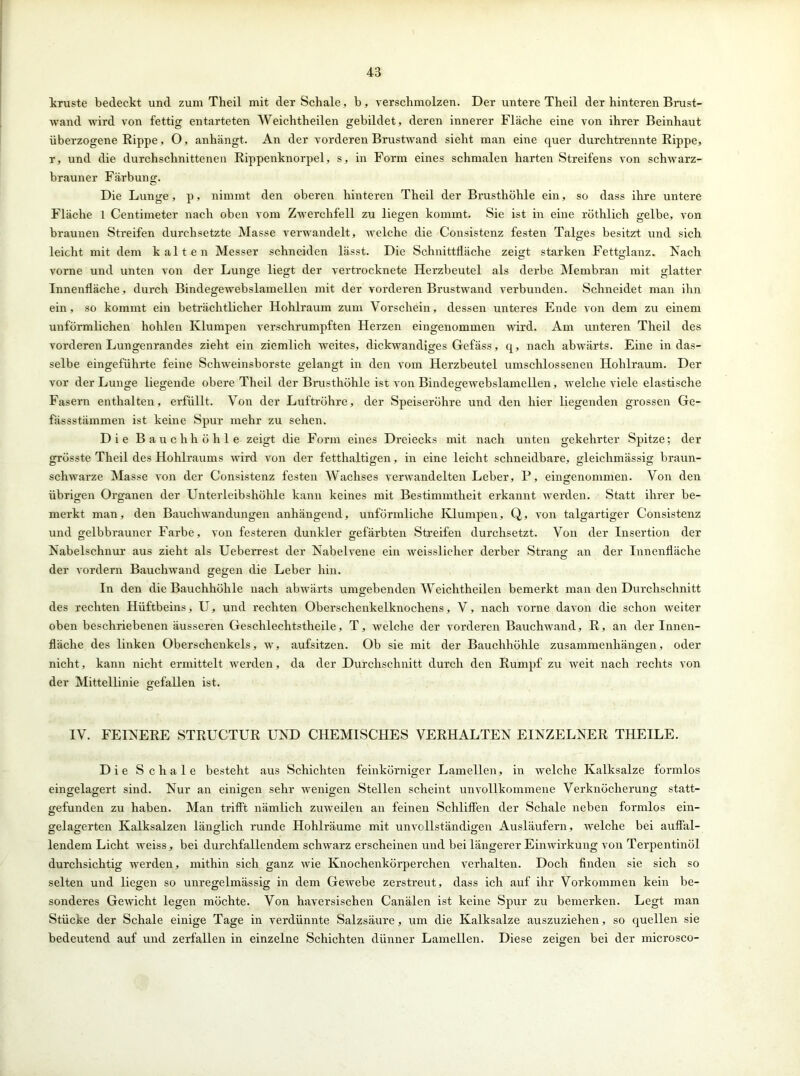 kruste bedeckt und zum Theil mit der Schale, b, verschmolzen. Der untere Theil der hinteren Brust- wand wird von fettig entarteten Weichtheilen gebildet, deren innerer Fläche eine von ihrer Beinhaut überzogene Rippe, O, anhängt. An der vorderen Brustwand sieht man eine quer durchtrennte Rippe, r, und die durchschnittenen Rippenknorpel, s, in Form eines schmalen harten Streifens von schwarz- brauner Färbung. Die Lunge, p, nimmt den oberen hinteren Theil der Brusthöhle ein, so dass ihre untere Fläche 1 Centimeter nach oben vom Zwerchfell zu liegen kommt. Sie ist in eine röthlich gelbe, von braunen Streifen durchsetzte Masse verwandelt, welche die Consistenz festen Talges besitzt und sich leicht mit dem kalten Messer schneiden lässt. Die Schnittfläche zeigt starken Fettglanz. Fach vorne und unten von der Lunge liegt der vertrocknete Herzbeutel als derbe Membran mit glatter Innenfläche, durch Bindegewebslamellen mit der vorderen Brustwand verbunden. Schneidet man ihn ein, so kommt ein beträchtlicher Hohlraum zum Vorschein, dessen unteres Ende von dem zu einem unförmlichen hohlen Klumpen verschrumpften Herzen eingenommen wird. Am unteren Theil des vorderen Lungenrandes zieht ein ziemlich weites, dickwandiges Gefäss, q, nach abwärts. Eine in das- selbe eingeführte feine Schweinsborste gelangt in den vom Herzbeutel umschlossenen Hohlraum. Der vor der Lunge liegende obere Theil der Brusthöhle ist von Bindegewebslamellen, welche viele elastische Fasern enthalten, erfüllt. Von der Luftröhre, der Speiseröhre und den hier liegenden grossen Ge- fässstämmen ist keine Spur mehr zu sehen. Die Bauchhöhle zeigt die Form eines Dreiecks mit nach unten gekehrter Spitze; der grösste Theil des Hohlraums wird von der fetthaltigen, in eine leicht schneidbare, gleichmässig braun- schwarze Masse von der Consistenz festen Wachses verwandelten Leber, P, eingenommen. Von den übrigen Organen der Unterleibshöhle kann keines mit Bestimmtheit erkannt werden. Statt ihrer be- merkt man, den Bauchwandungen anhängend, unförmliche Klumpen, Q, von talgartiger Consistenz und gelbbrauner Farbe, von festeren dunkler gefärbten Streifen durchsetzt. Von der Insertion der Nabelschnur aus zieht als Ueberrest der Nabelvene ein weisslicher derber Strang an der Innenfläche der vordem Bauchwand gegen die Leber hin. In den die Bauchhöhle nach abwärts umgebenden Weichtheilen bemerkt man den Durchschnitt des rechten Hüftbeins, U, und rechten Oberschenkelknochens, V, nach vorne davon die schon weiter oben beschriebenen äusseren Geschlechtstlieile, T, welche der vorderen Bauchwand, R, an der Innen- fläche des linken Oberschenkels, w, aufsitzen. Ob sie mit der Bauchhöhle Zusammenhängen, oder nicht, kann nicht ermittelt werden, da der Durchschnitt durch den Rumpf zu weit nach rechts von der Mittellinie gefallen ist. o IV. FEINERE STRUCTUR UND CHEMISCHES VERHALTEN EINZELNER THEILE. Die Schale besteht aus Schichten feinkörniger Lamellen, in welche Kalksalze formlos eingelagert sind. Nur an einigen sehr wenigen Stellen scheint unvollkommene Verknöcherung statt- gefunden zu haben. Man trifft nämlich zuweilen an feinen Schliffen der Schale neben formlos ein- gelagerten Kalksalzen länglich runde Hohlräume mit unvollständigen Ausläufern, welche bei auffial- lendem Licht weiss, bei durchfallendem schwarz erscheinen und bei längerer Einwirkung von Terpentinöl durchsichtig werden, mithin sich ganz Avie Knochenkörperchen verhalten. Doch finden sie sich so selten und liegen so unregelmässig in dem GeAvebe zerstreut, dass ich auf ihr Vorkommen kein be- sonderes GeAvicht legen möchte. Von haversischen Canälen ist keine Spur zu bemerken. Legt man Stücke der Schale einige Tage in verdünnte Salzsäure, um die Kalksalze auszuziehen, so quellen sie bedeutend auf und zerfallen in einzelne Schichten dünner Lamellen. Diese zeigen bei der microsco-