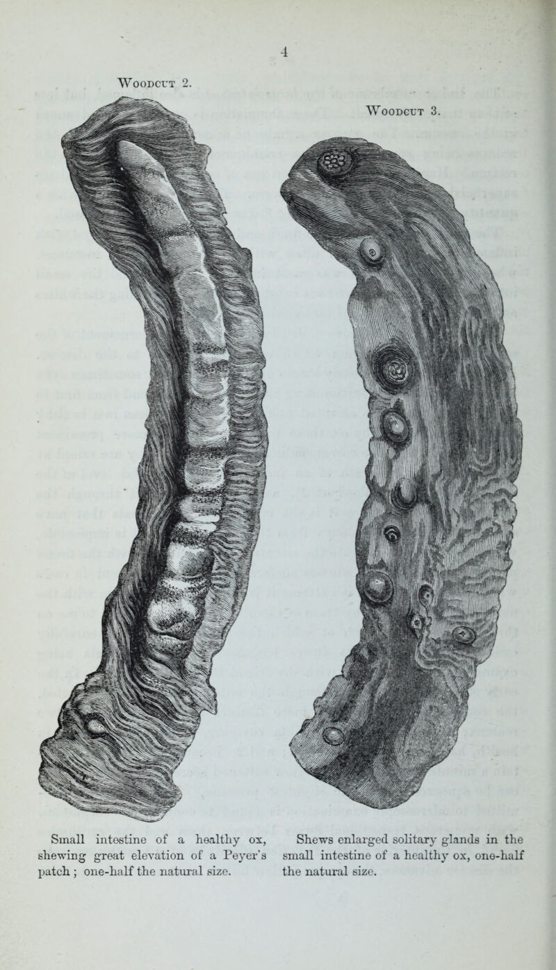 Woodcut 3. Woodcut 2. Small intestine of a healthy ox, Shews enlarged solitary glands in the shewing great elevation of a Payer’s small intestine of a healthy ox, one-half patch ; one-half the natural size. the natural size.