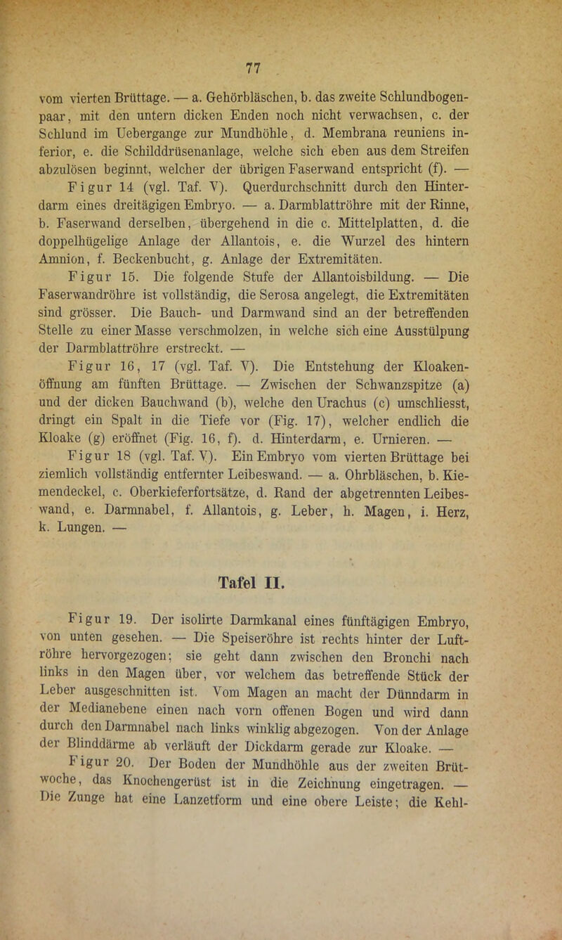 vom vierten Brüttage. — a. Gehörbläschen, b. das zweite Schlundbogen- paar, mit den untern dicken Enden noch nicht verwachsen, c. der Schlund im Uebergange zur Mundhöhle, d. Membrana reuniens in- ferior, e. die Schilddrüsenanlage, welche sich eben aus dem Streifen abzulösen beginnt, welcher der übrigen Faserwand entspricht (f). — Figur 14 (vgl. Taf. V). Querdurchschnitt durch den Hinter- darm eines dreitägigen Embryo. — a. Darmblattröhre mit der Rinne, b. Faserwand derselben, übergehend in die c. Mittelplatten, d. die doppelhügelige Anlage der Allantois, e. die Wurzel des hintern Amnion, f. Beckenbucht, g. Anlage der Extremitäten. Figur 15. Die folgende Stufe der Allantoisbildung. — Die Faserwandröhre ist vollständig, die Serosa angelegt, die Extremitäten sind grösser. Die Bauch- und Darmwand sind an der betreffenden Stelle zu einer Masse verschmolzen, in welche sich eine Ausstülpung der Darmblattröhre erstreckt. — Figur 16, 17 (vgl. Taf. V). Die Entstehung der Kloaken- öffnung am fünften Brüttage. — Zwischen der Schwanzspitze (a) und der dicken Bauchwand (b), welche den Urachus (c) umschliesst, dringt ein Spalt in die Tiefe vor (Fig. 17), welcher endlich die Kloake (g) eröffnet (Fig. 16, f). d. Hinterdarm, e. Urnieren. — Figur 18 (vgl. Taf. V). Ein Embryo vom vierten Brüttage bei ziemlich vollständig entfernter Leiheswand. — a. Ohrbläschen, b. Kie- mendeckel, c. Oberkieferfortsätze, d. Rand der abgetrennten Leibes- wand, e. Darmnabel, f. Allantois, g. Leber, h. Magen, i. Herz, k. Lungen. — Tafel II. Figur 19. Der isolirte Darmkanal eines fünftägigen Embryo, von unten gesehen. — Die Speiseröhre ist rechts hinter der Luft- röhre hervorgezogen; sie geht dann zwischen den Bronchi nach links in den Magen über, vor welchem das betreffende Stück der Leber ausgeschnitten ist. Vom Magen an macht der Dünndarm in der Medianehene einen nach vorn offenen Bogen und wird dann durch den Darmnabel nach links winklig abgezogen. Von der Anlage dei Blinddärme ab verläuft der Dickdarm gerade zur Kloake. — I’ igur 20. Der Boden der Mundhöhle aus der zweiten Brüt- woche , das Knochengerüst ist in die Zeichnung eingetragen. — Die Zunge hat eine Lanzetform und eine obere Leiste; die Kehl-