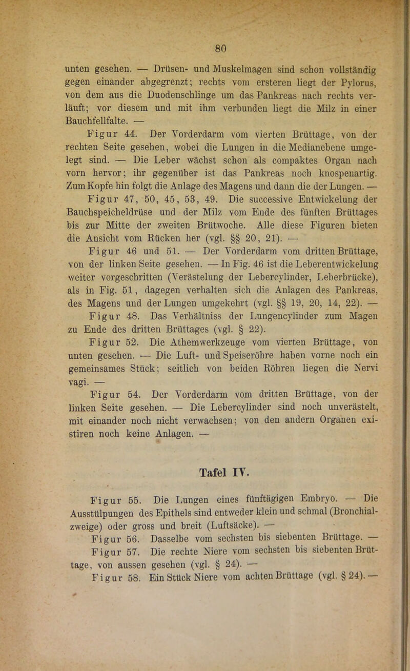 unten gesehen. — Drüsen- und Muskelmagen sind schon vollständig gegen einander abgegrenzt; rechts vom ersteren liegt der Pylorus, von dem aus die Duodenschlinge um das Pankreas nach rechts ver- läuft; vor diesem und mit ihm verbunden liegt die Milz in einer Bauchfellfalte. — Figur 44. Der Vorderdarm vom vierten Brüttage, von der rechten Seite gesehen, wobei die Lungen in die Medianebene umge- legt sind. — Die Leber wächst schon als compaktes Organ nach vorn hervor; ihr gegenüber ist das Pankreas noch knospenartig. Zum Kopfe hin folgt die Anlage des Magens und dann die der Lungen. — Figur 47, 50, 45, 53, 49. Die successive Entwickelung der Bauchspeicheldrüse und der Milz vom Ende des fünften Brüttages bis zur Mitte der zweiten Brütwoche. Alle dies? Figuren bieten die Ansicht vom Rücken her (vgl. §§ 20, 21). — Figur 46 und 51. — Der Vorderdarm vom dritten Brüttage, von der linken Seite gesehen. — In Fig. 46 ist die Leberentwickelung weiter vorgeschritten (Verästelung der Lebercylinder, Leberbrücke), als in Fig. 51, dagegen verhalten sich die Anlagen des Pankreas, des Magens und der Lungen umgekehrt (vgl. §§ 19, 20, 14, 22). — Figur 48. Das Verhältniss der Lungencylinder zum Mageu zu Ende des dritten Brüttages (vgl. § 22). Figur 52. Die Athemwerkzeuge vom vierten Brüttage, von unten gesehen. — Die Luft- und Speiseröhre haben vorne noch ein gemeinsames Stück; seitlich von beiden Röhren liegen die Nervi vagi. — Figur 54. Der Voi’derdarm vom dritten Brüttage, von der linken Seite gesehen. — Die Lebercylinder sind noch unverästelt, mit einander noch nicht verwachsen; von den andern Organen exi- stiren noch keine Anlagen. — Tafel IT. Figur 55. Die Lungen eines fünftägigen Embryo. — Die Ausstülpungen des Epithels sind entweder klein und schmal (Bronchial- zweige) oder gross und breit (Luftsäcke). — Figur 56. Dasselbe vom sechsten bis siebenten Brüttage. — Figur 57. Die rechte Niere vom sechsten bis siebenten Brüt- tage, von aussen gesehen (vgl. § 24). — Figur 58. Ein Stück Niere vom achten Brüttage (vgl. §24).—