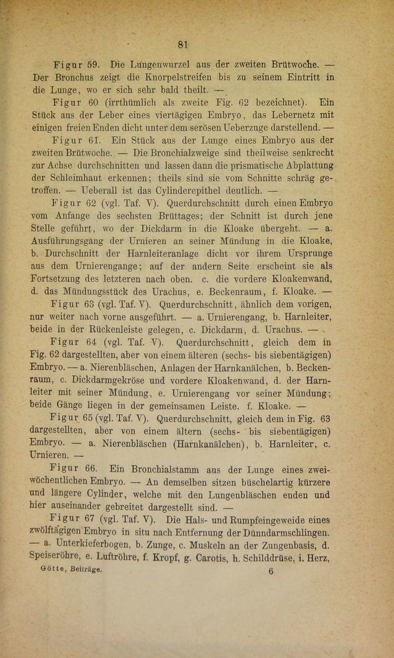 Figur 59. Die Lungenwurzel aus der zweiten Brütwoche. — Der Bronchus zeigt die Knorpelstreifen bis zu seinem Eintritt in die Lunge, wo er sich sehr bald theilt. — Figur 60 (irrthtimlich als zweite Fig. 62 bezeichnet). Ein Stück aus der Leber eines viertägigen Embryo, das Lebernetz mit einigen freien Enden dicht unter dem serösen Ueberzuge darstellend. — Figur 61. Ein Stück aus der Lunge eines Embryo aus der zweiten Brütwoche. — Die Bronchialzweige sind theilweise senkrecht zur Achse durchschnitten und lassen dann die prismatische Abplattung der Schleimhaut erkennen; theils sind sie vom Schnitte schräg ge- troffen. — Ueberall ist das Cylinderepithel deutlich. — Figur 62 (vgl. Taf. V). Querdurchschnitt durch einen Embryo vom Anfänge des sechsten Brüttages; der Schnitt ist durch jene Stelle geführt, wo der Dickdarm in die Kloake übergeht. — a. Ausführungsgang der Urnieren an seiner Mündung in die Kloake, b. Durchschnitt der Harnleiteranlage dicht vor ihrem Ursprünge aus dem Urnierengange; auf der andern Seite erscheint sie als Fortsetzung des letzteren nach oben. c. die vordere Kloakenwand, d. das Mündungsstück des Urachus, e. Beckenraum, f. Kloake. — Figur 63 (vgl. Taf. V). Querdurchschnitt, ähnlich dem vorigen, nur weiter nach vorne ausgeführt. — a. Urnierengang, b. Harnleiter, beide in der Rückenleiste gelegen, c. Dickdarm, d. Urachus. — Figur 64 (vgl. Taf. V). Querdurchschnitt, gleich dem in Fig. 62 dargestellten, aber von einem älteren (sechs- bis siebentägigen) Embryo. — a. Nierenbläschen, Anlagen der Harnkanälchen, b. Becken- raum, c. Dickdarmgekröse und vordere Kloaken wand, d. der Harn- leiter mit seiner Mündung, e. Urnierengang vor seiner Mündung; beide Gänge liegen in der gemeinsamen Leiste, f. Kloake. — Figur 65 (vgl. Taf. V). Querdurchschnitt, gleich dem in Fig. 63 dargestellten, aber von einem ältern (sechs- bis siebentägigen) Embryo. — a. Nierenbläschen (Harnkanälchen), b. Harnleiter, c. Urnieren. — Figur 66. Ein Bronchialstamm aus der Lunge eines zwei- wöchentlichen Embryo. — An demselben sitzen büschelartig kürzere und längere Cylinder, welche mit den Lungenbläschen enden und hier auseinander gebreitet dargestellt sind. — Figur 67 (vgl. Taf. Y). Die Hals- und Rumpfeingeweide eines zwölftägigen Embryo in situ nach Entfernung der Dünndarmschlingen. a. Unterkieferbogen, b. Zunge, c. Muskeln an der Zungenbasis, d. Speiseröhre, e. Luftröhre, f. Kropf, g. Carotis, h. Schilddrüse, i. Herz, Götte, Beiträge. ß
