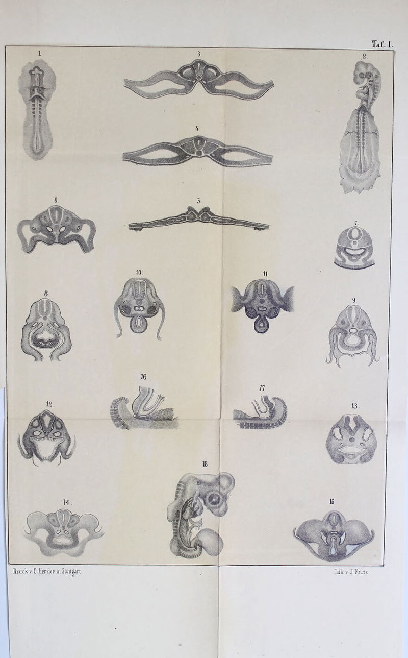 Druck v. C.Henzler in Slittt^an Iitkv I Fritz.